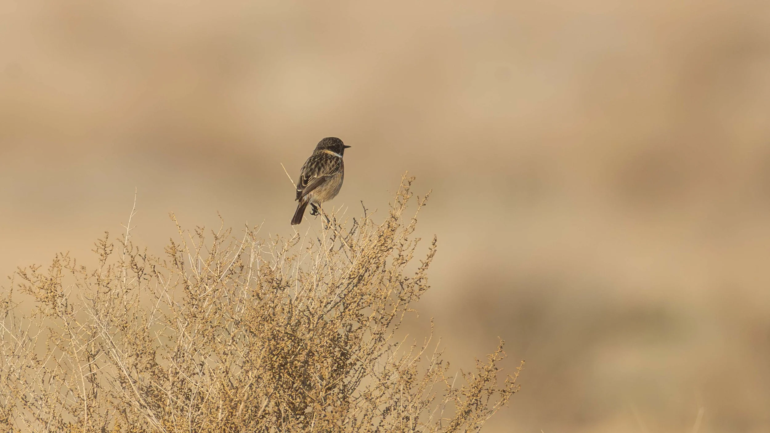 Siberian Stonechat perched on a dry desert bush. Southern Arava, Israel
