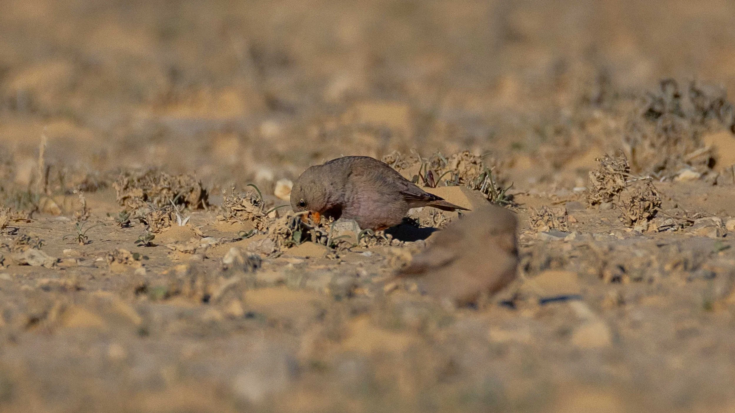 Trumpeter Finches, Southern Arava desert, Israel