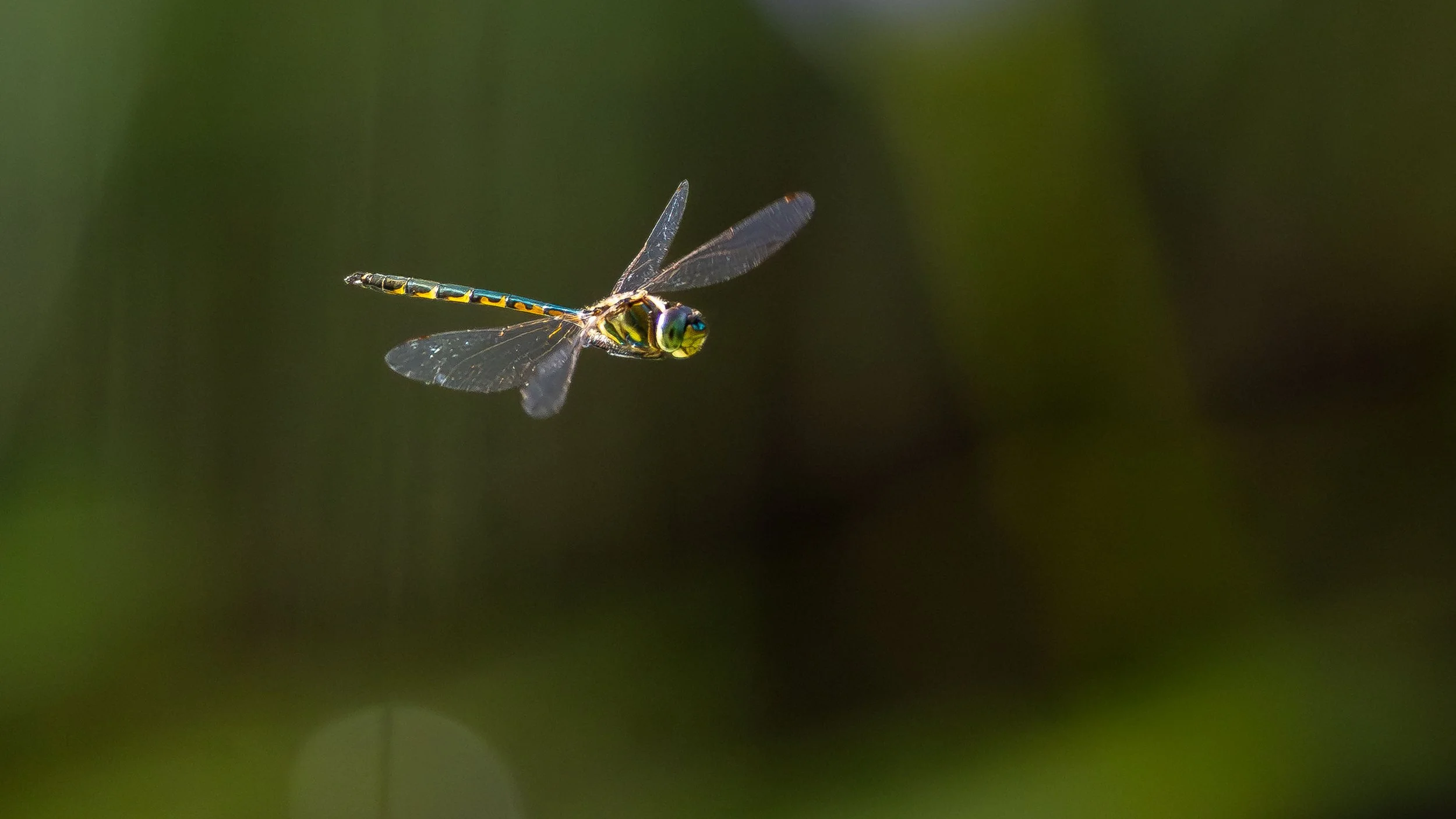 A dragonfly in flight. Urunga wetlands, northern NSW