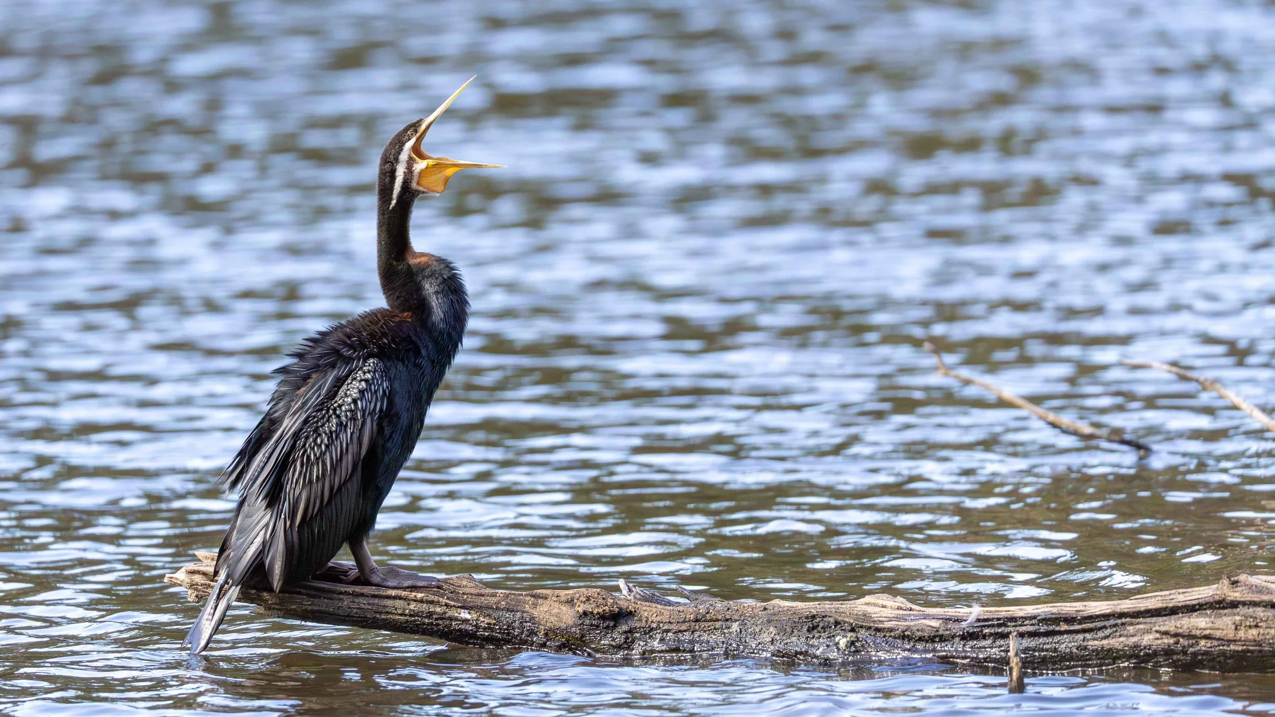 An Australasian Darter on a log over water, mouth wide open calling. Birdslan,d, VIC
