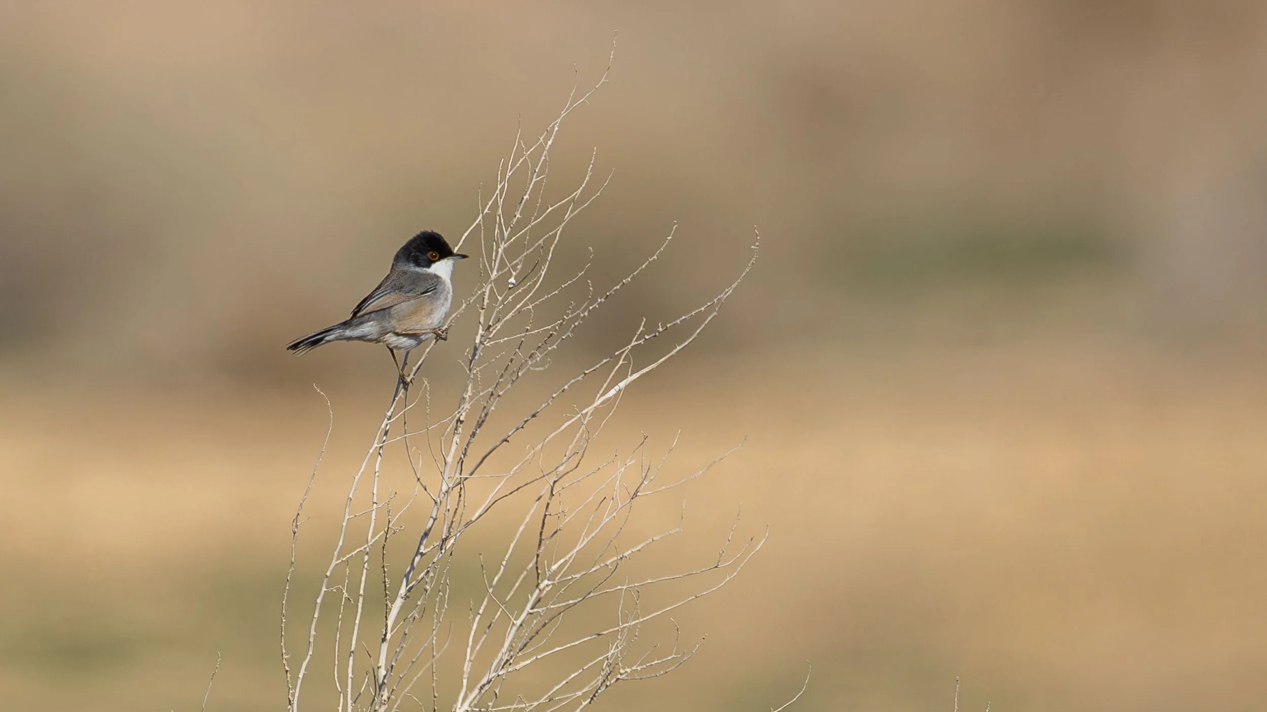 Sardinian Warbler on dry branch. Southern Arava desert, Israel