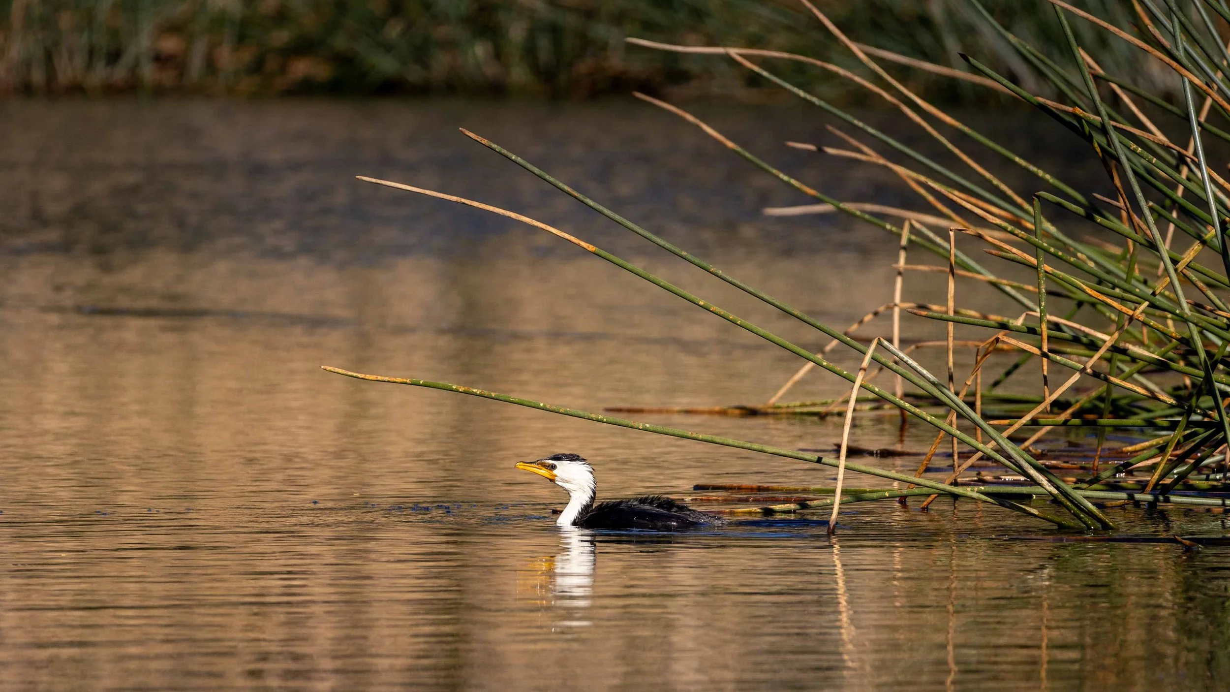A Pied Cormorant at Glen Iris Wetlands