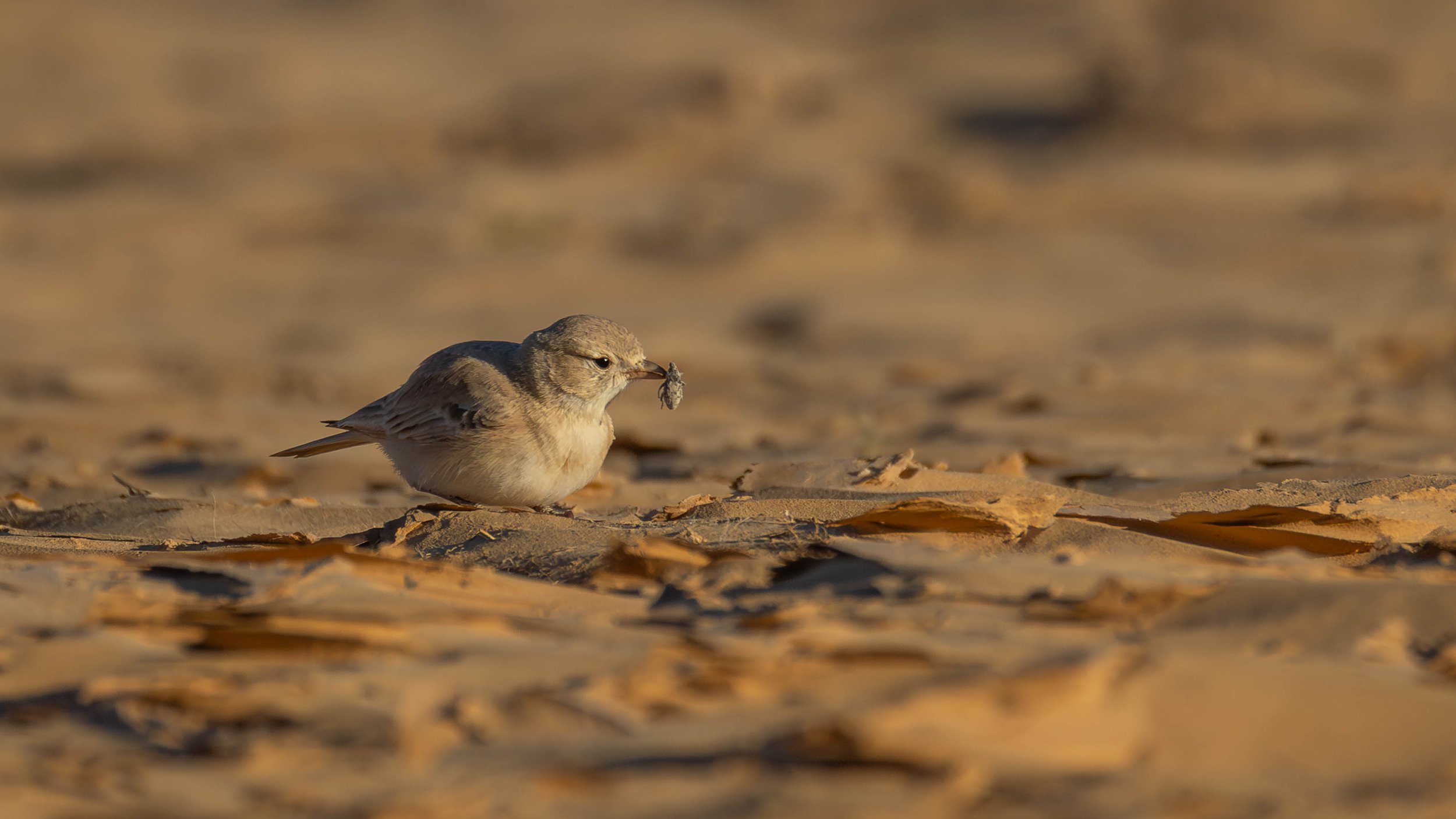 A Bar-tailed lark with a beetle in its beak, in desert surroundings. Southern Arava, Israel