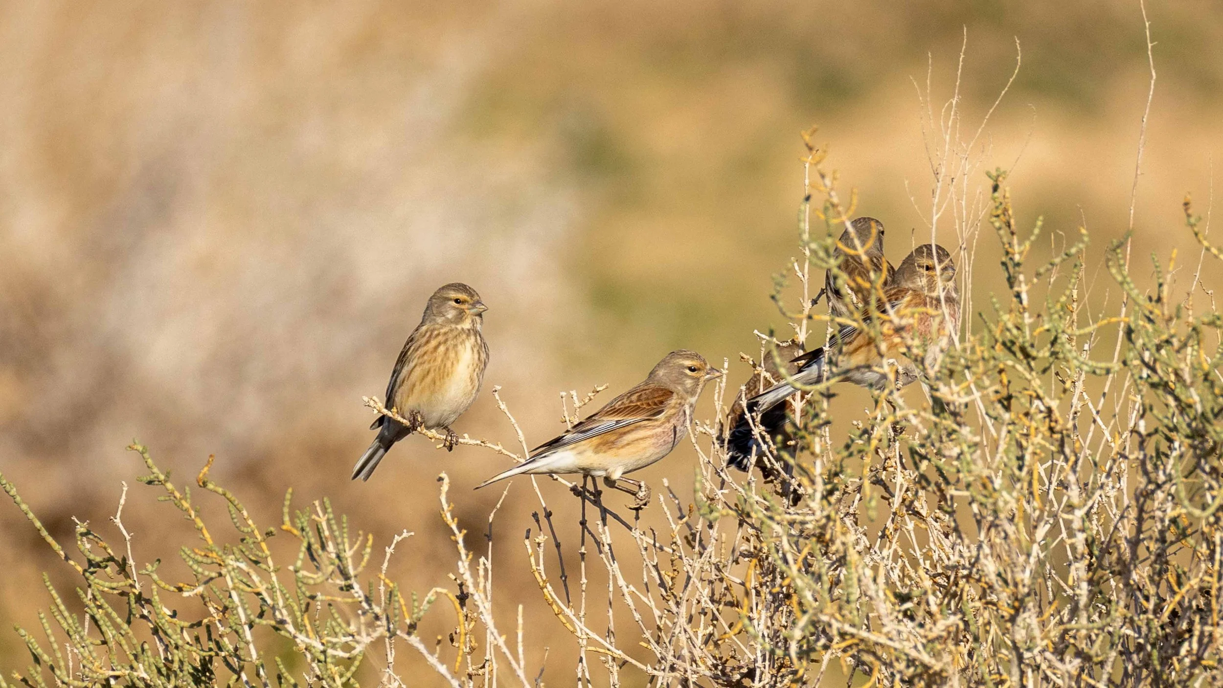 Four Common Linnets on a desert bush. Southern Arava, Israel