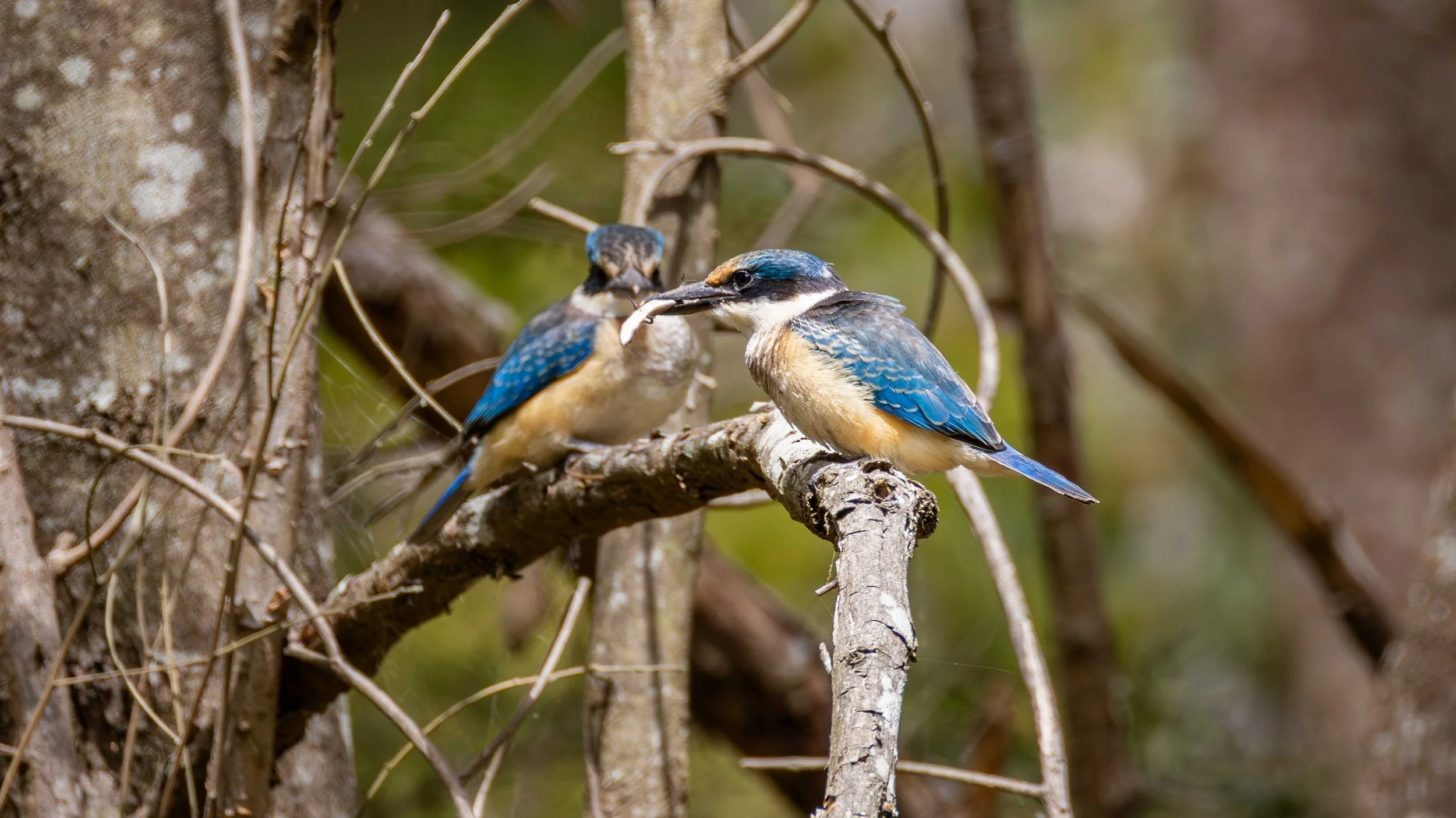 Two Sacred Kingfishers on a branch, one with a lizard in its beak. Birdsland, VIC