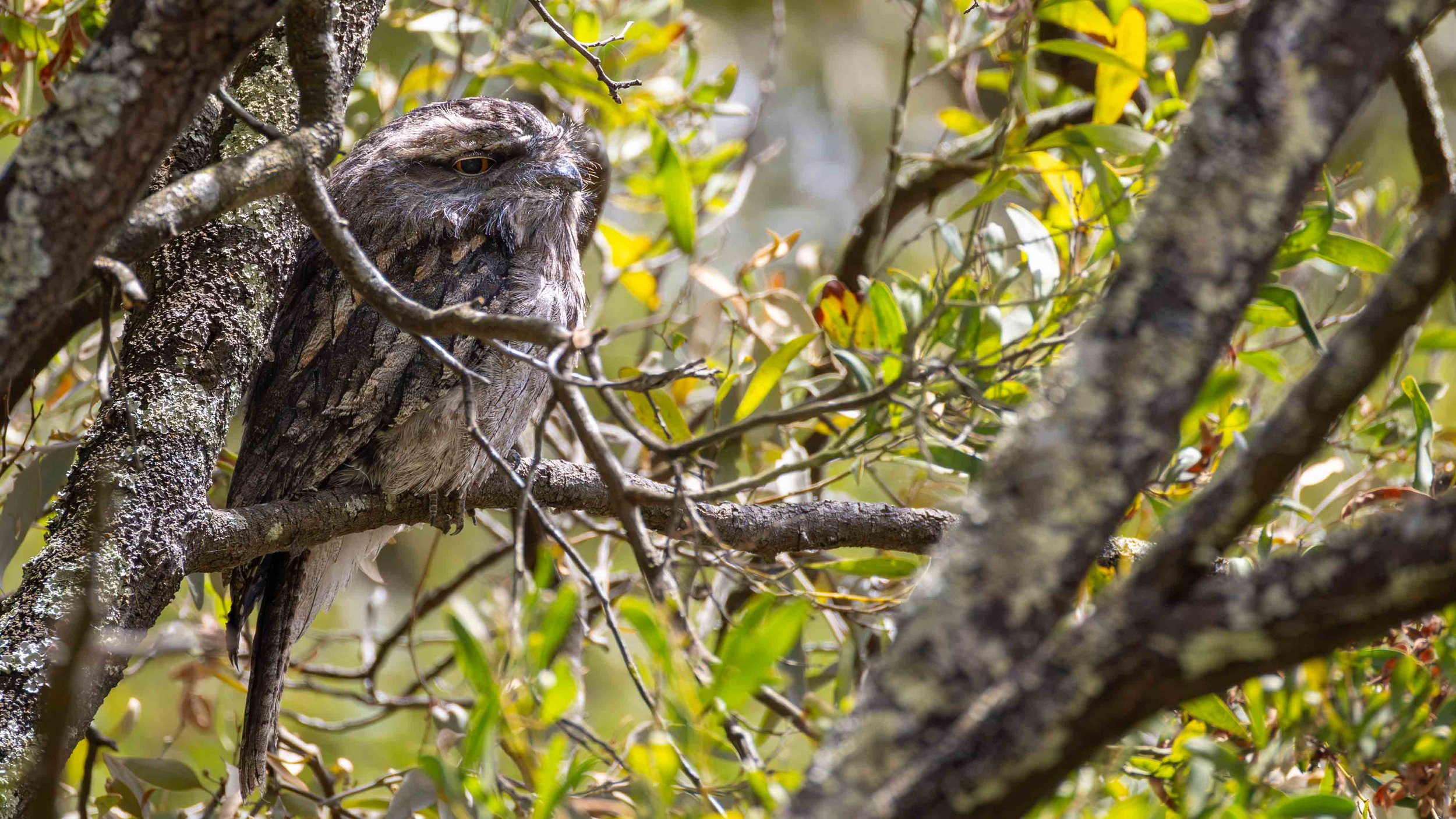 A Tawny Frogmouth sitting on a branch amongst leaves. Birdsland, VIC
