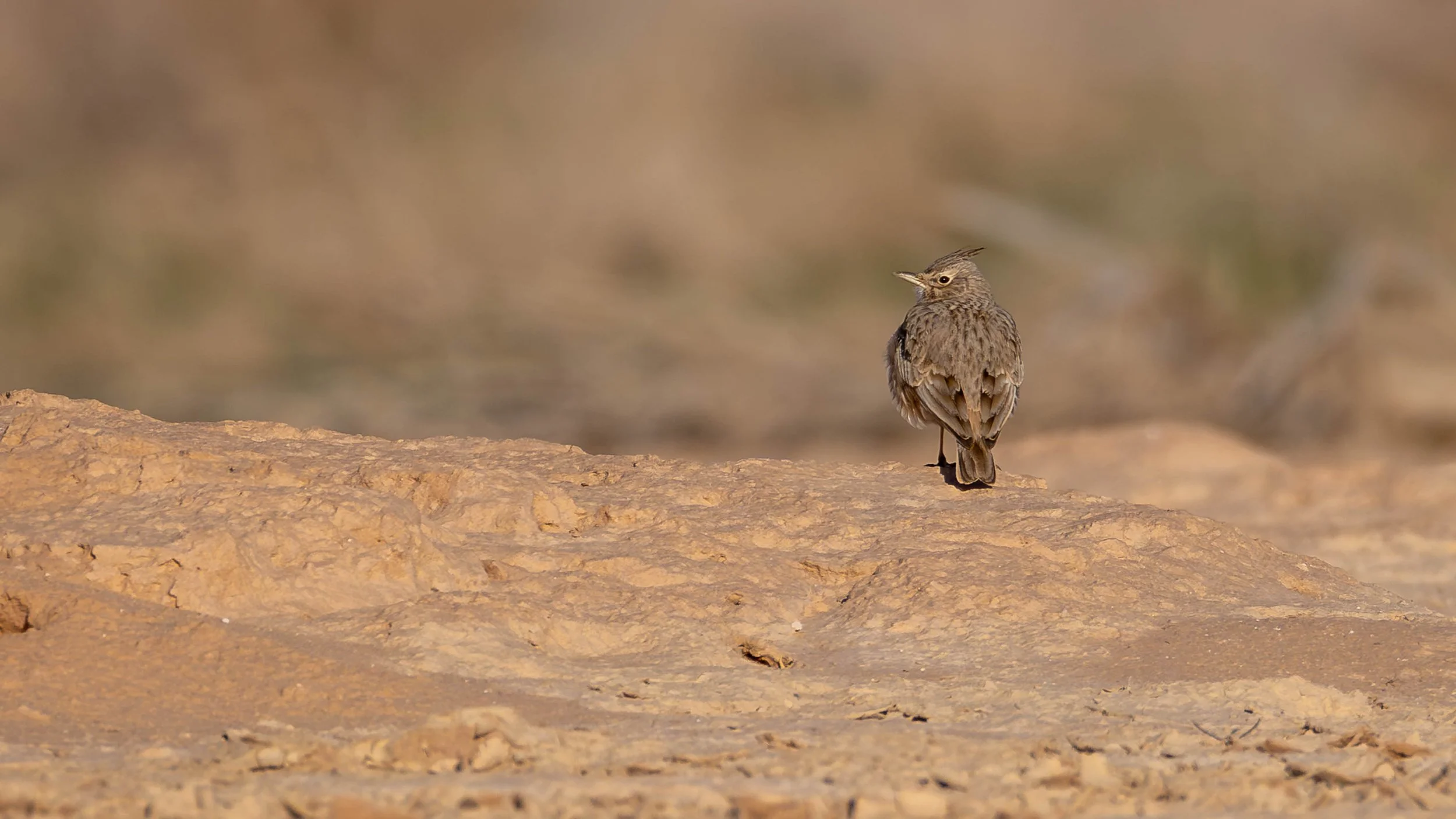 A Crested Lark in desert surroundings. Southern Arava, Israel