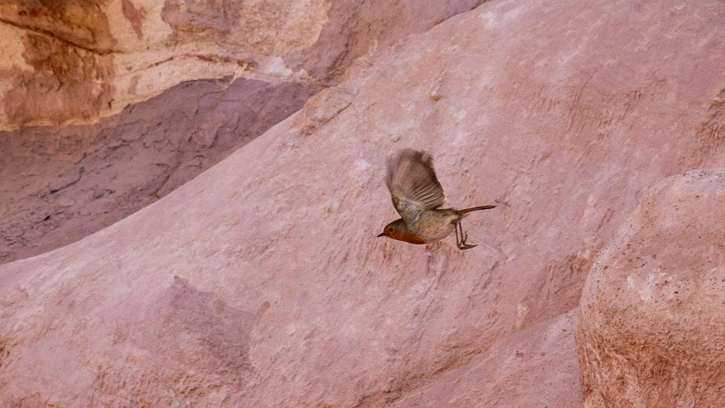 A European Robin flying against a red sandstone desert background. Southern Arava, Israel