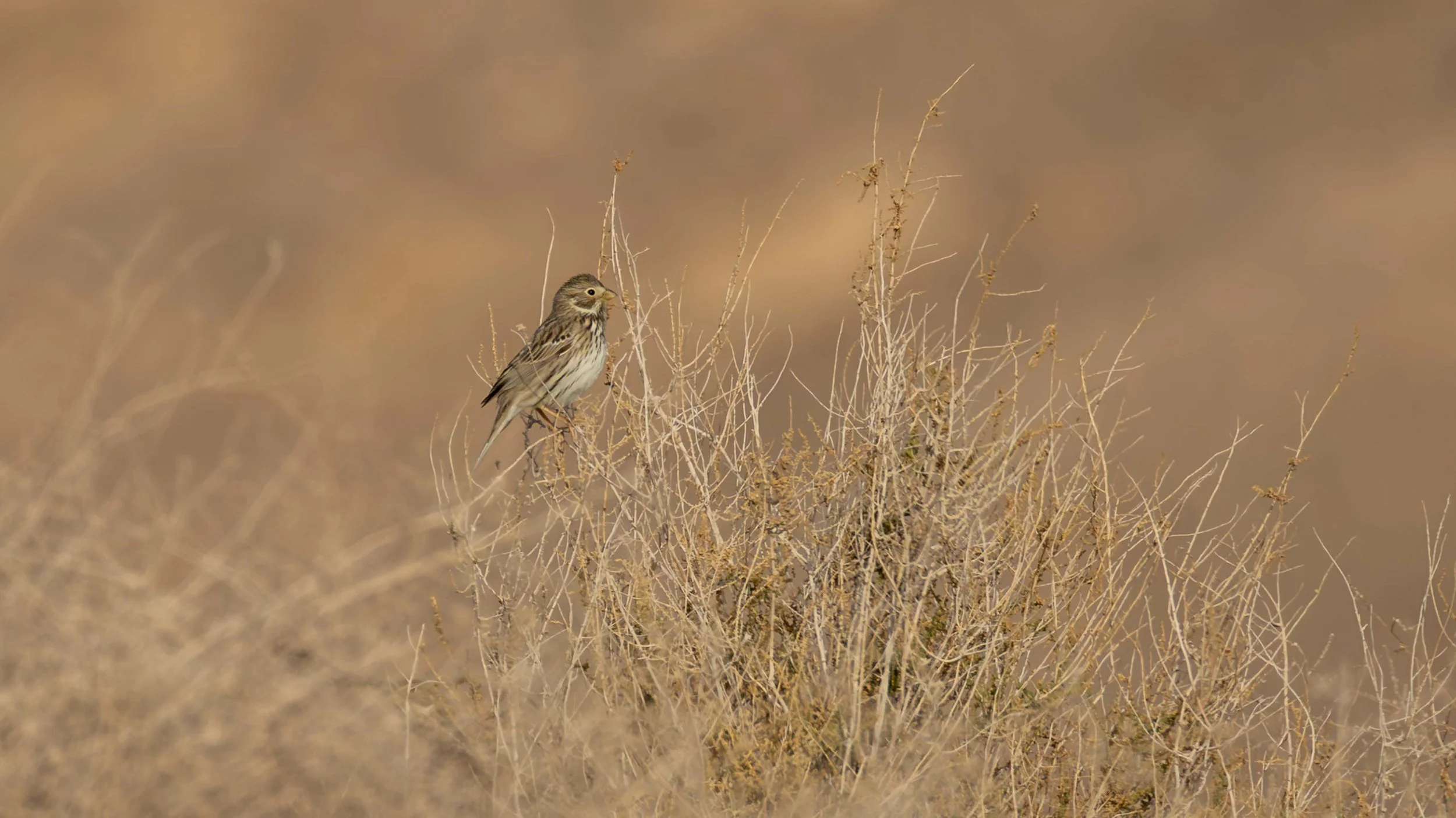 A Corn Bunting amongst dry desert vegetation. Southern Arava, Israel