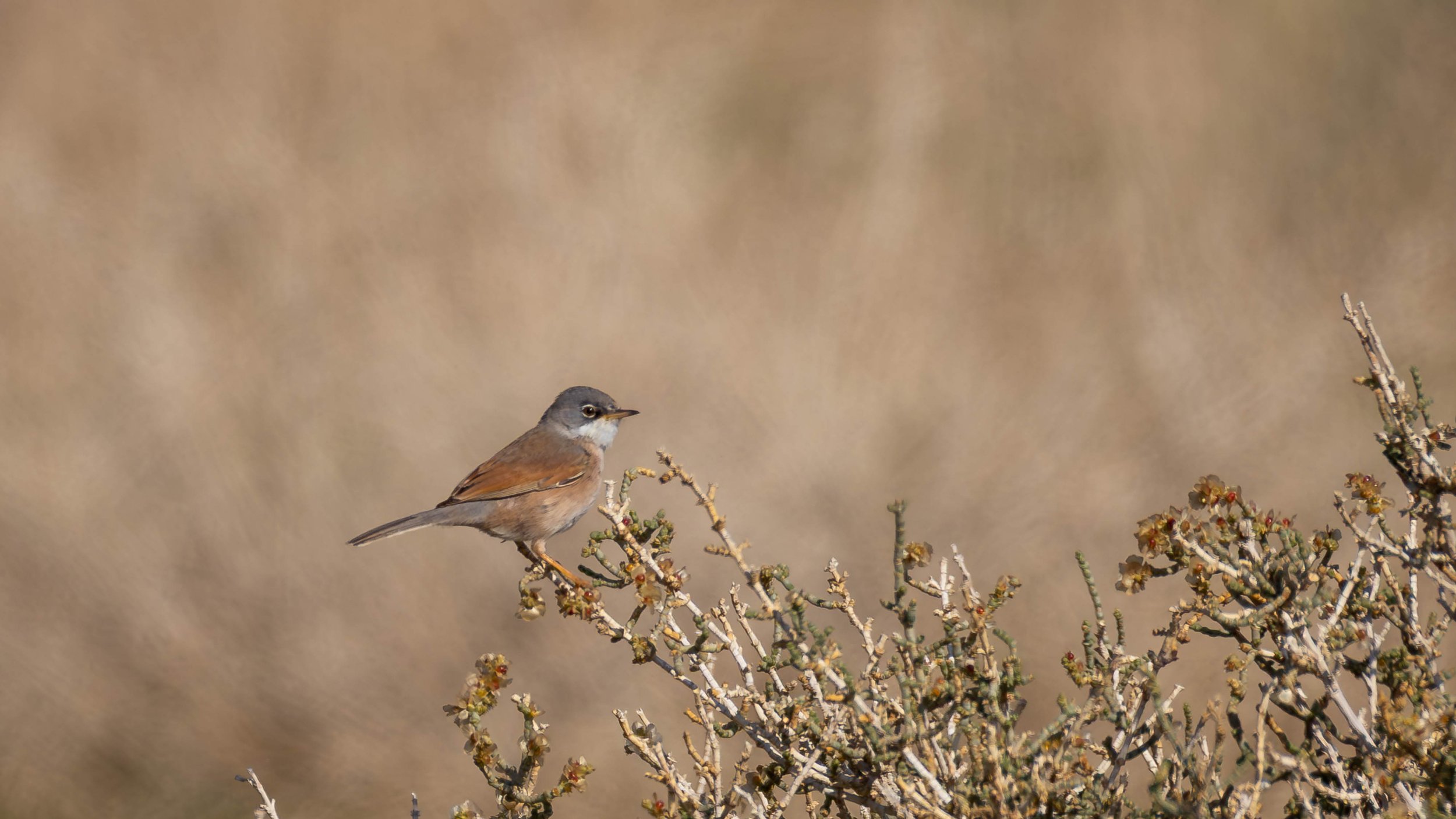 Spectacled Warbler on desert bush. Southern Arava, Israel