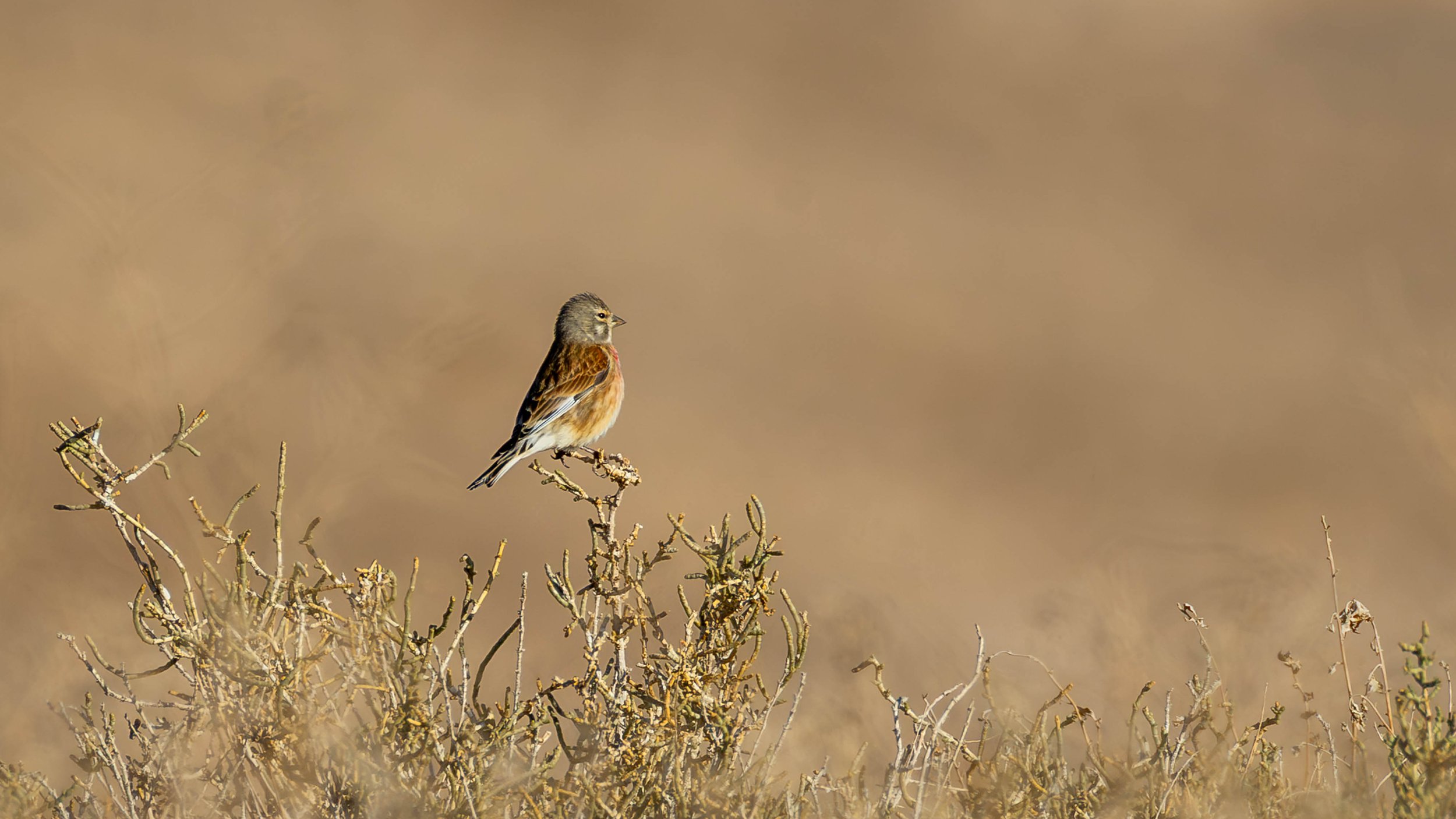 Eurasian Linnet, southern Arava, Israel