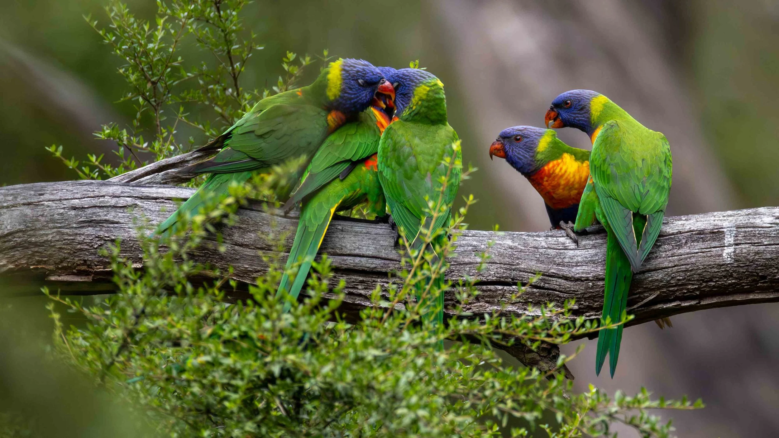 Five Rainbow Lorikeets on a branch. Birdsland, VIC