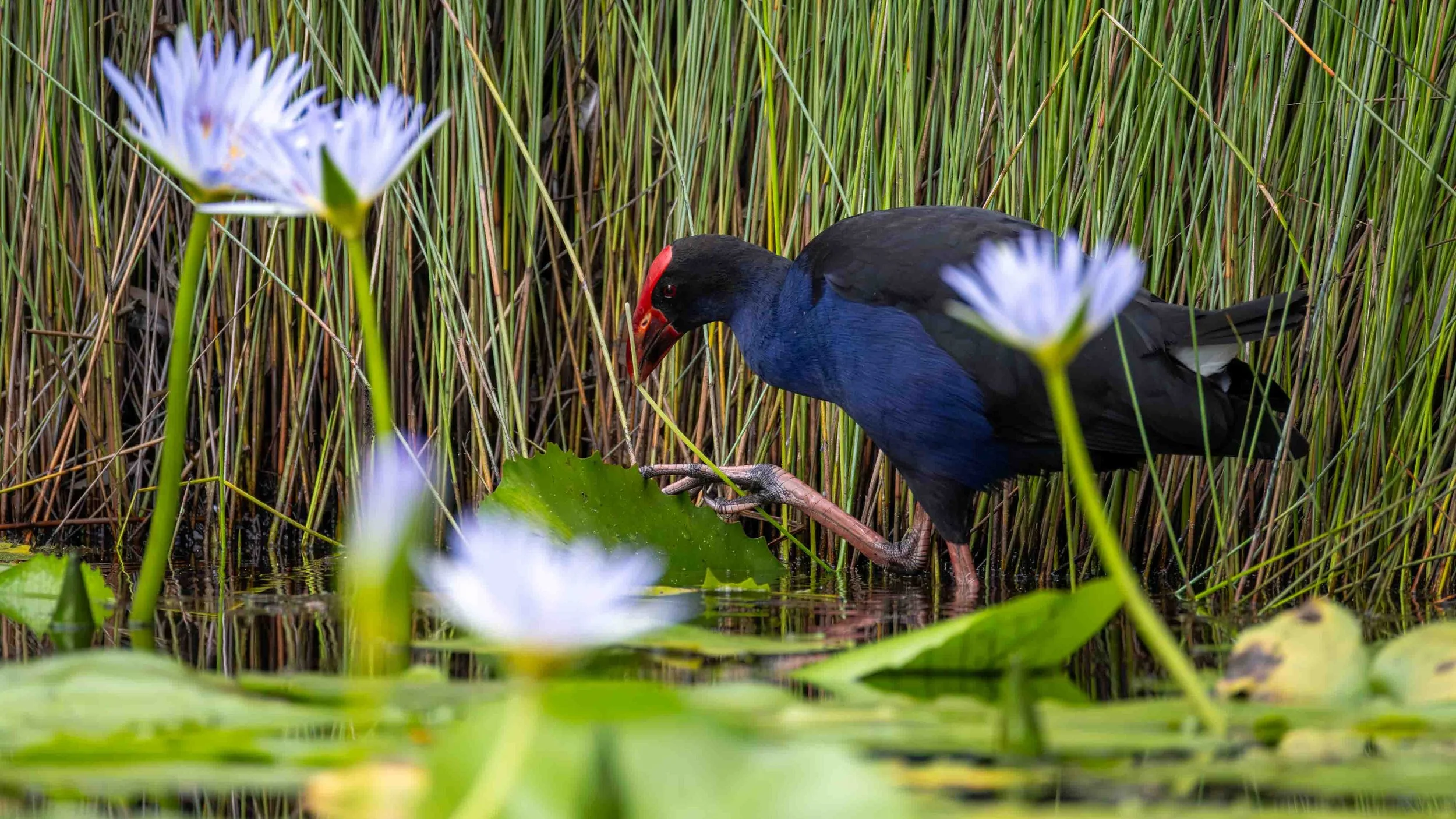 An Australasian Swamphen browsing on a reed among water lilies. Urunga Wetands, northern NSW.