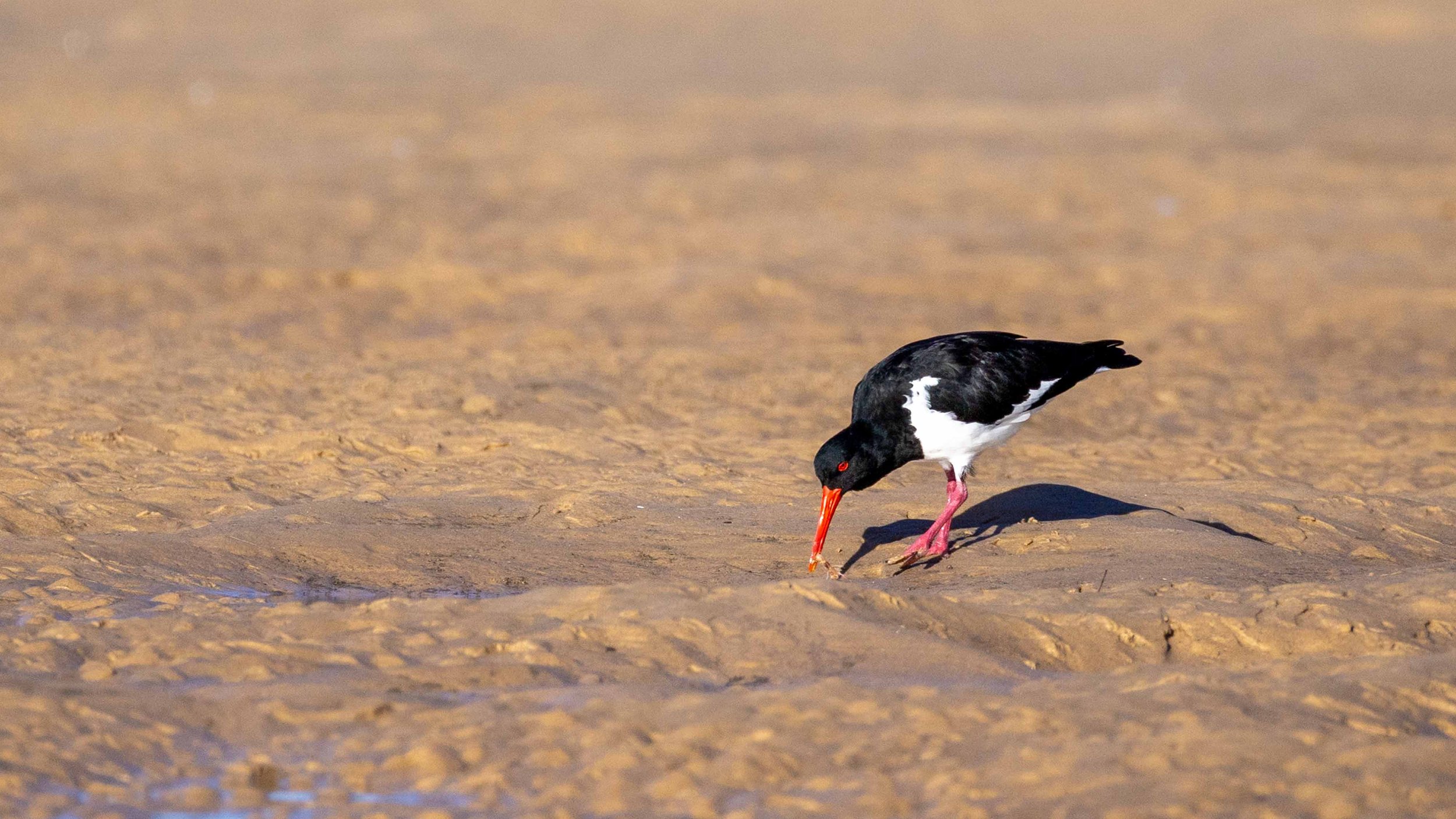Pied_Oystercatcher