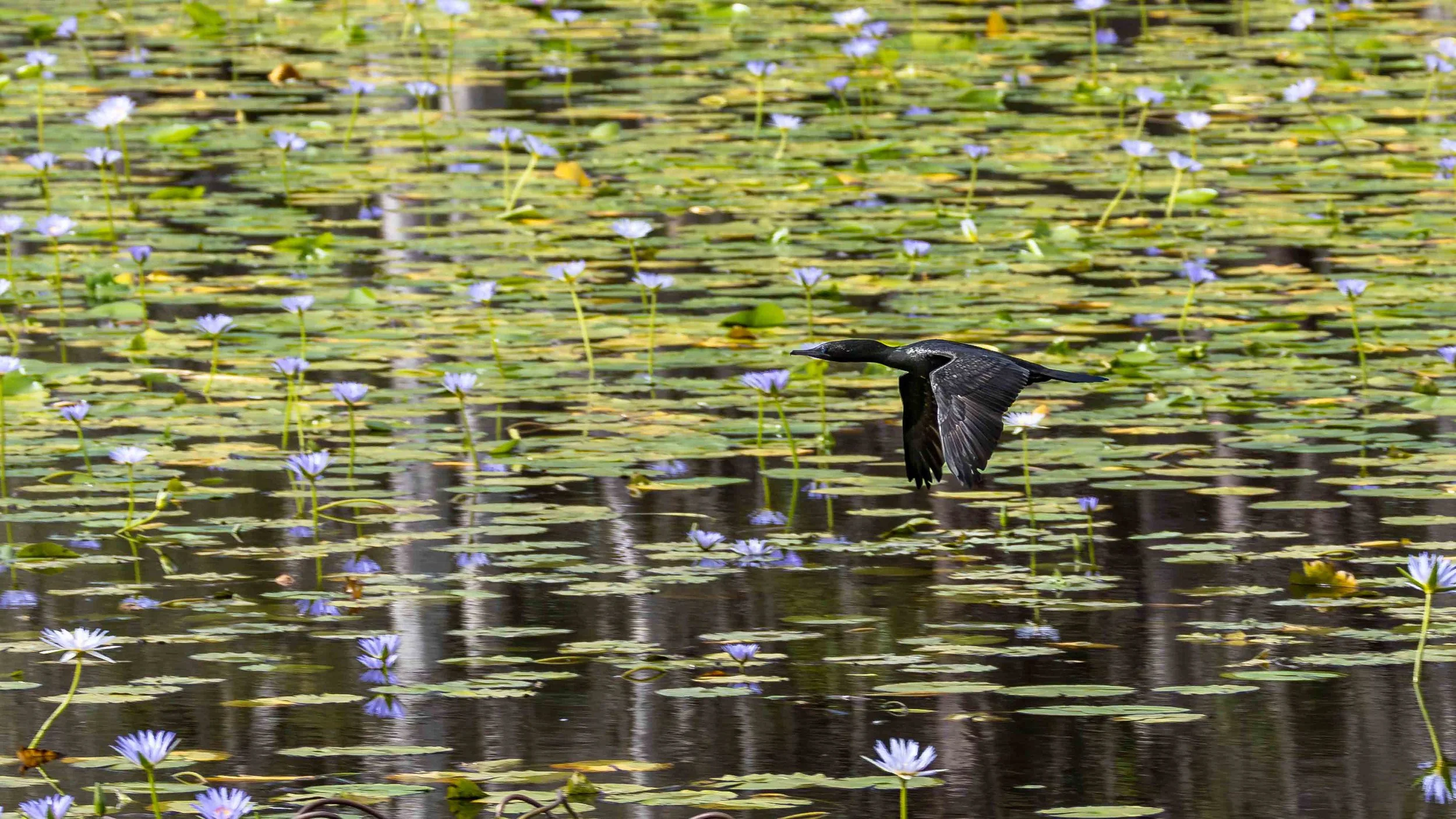 A Little Black Cormorant flying above a lake with water lilies. Urunga Wetlands, northern NSW
