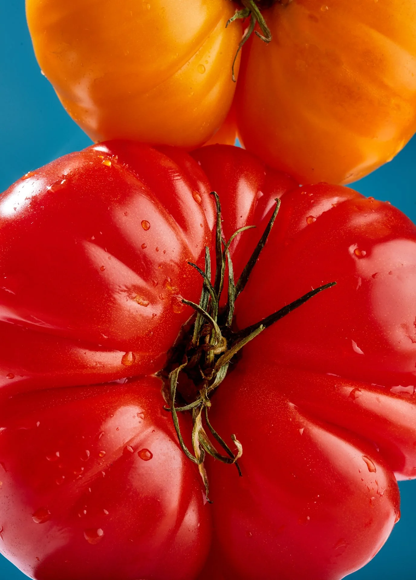 Close-up of a cluster of ripe heirloom tomatoes, including a large red tomato with water droplets and two yellow and orange tomatoes behind on a blue background.