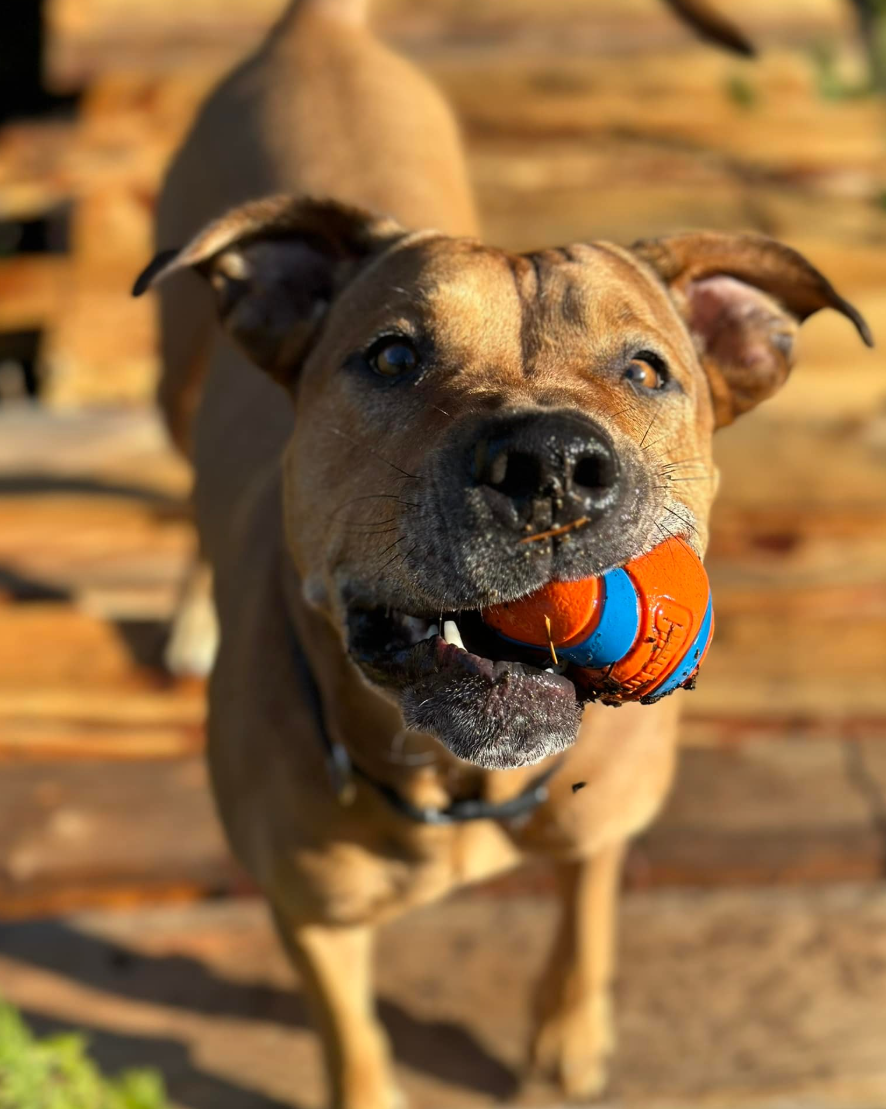 Screenshot 2025-03-06 at 11.15.13 AM.png