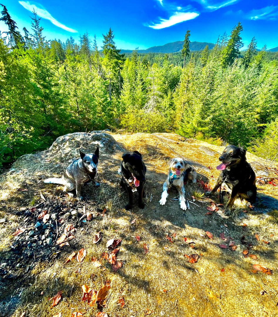 Screenshot 2025-03-06 at 11.16.12 AM.png