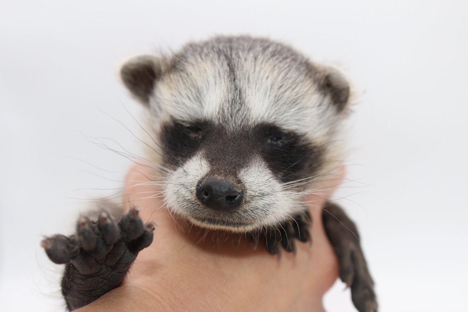 Raccoon Removal Service Tucson Photo Gallery — SonoranWildlifeServices