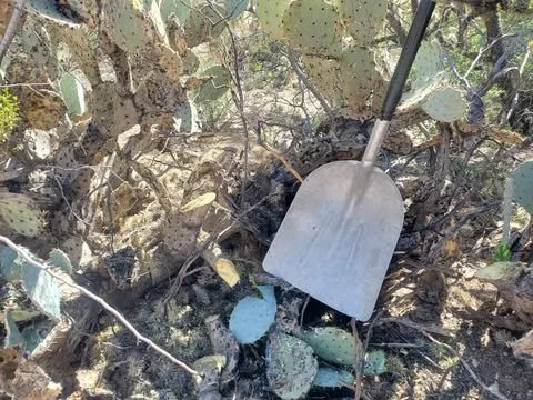 Packrat nest removal Tucson. Tucson small business rodent removal. Tucson local packrat nest removal. Tucson local packrat removal