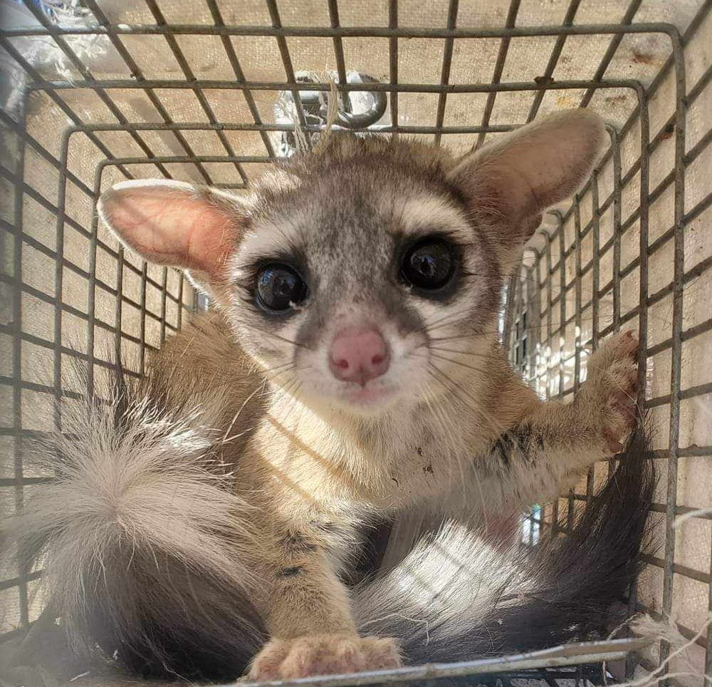 Ringtail in live trap. Ringtail removal Tucson. Tucson Ringtail trapping. Ringtail in attic Tucson. Tucson attic wildlife inspection. Tucson attic wildlife removal