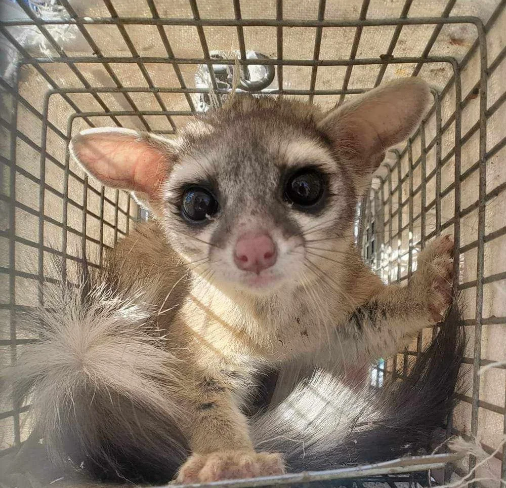 Ringtail in live trap. Ringtail removal Tucson. Tucson Ringtail Trapping. Ringtail in attic Tucson. Attic wildlife removal Tucson. Tucson attic wildlife inspection