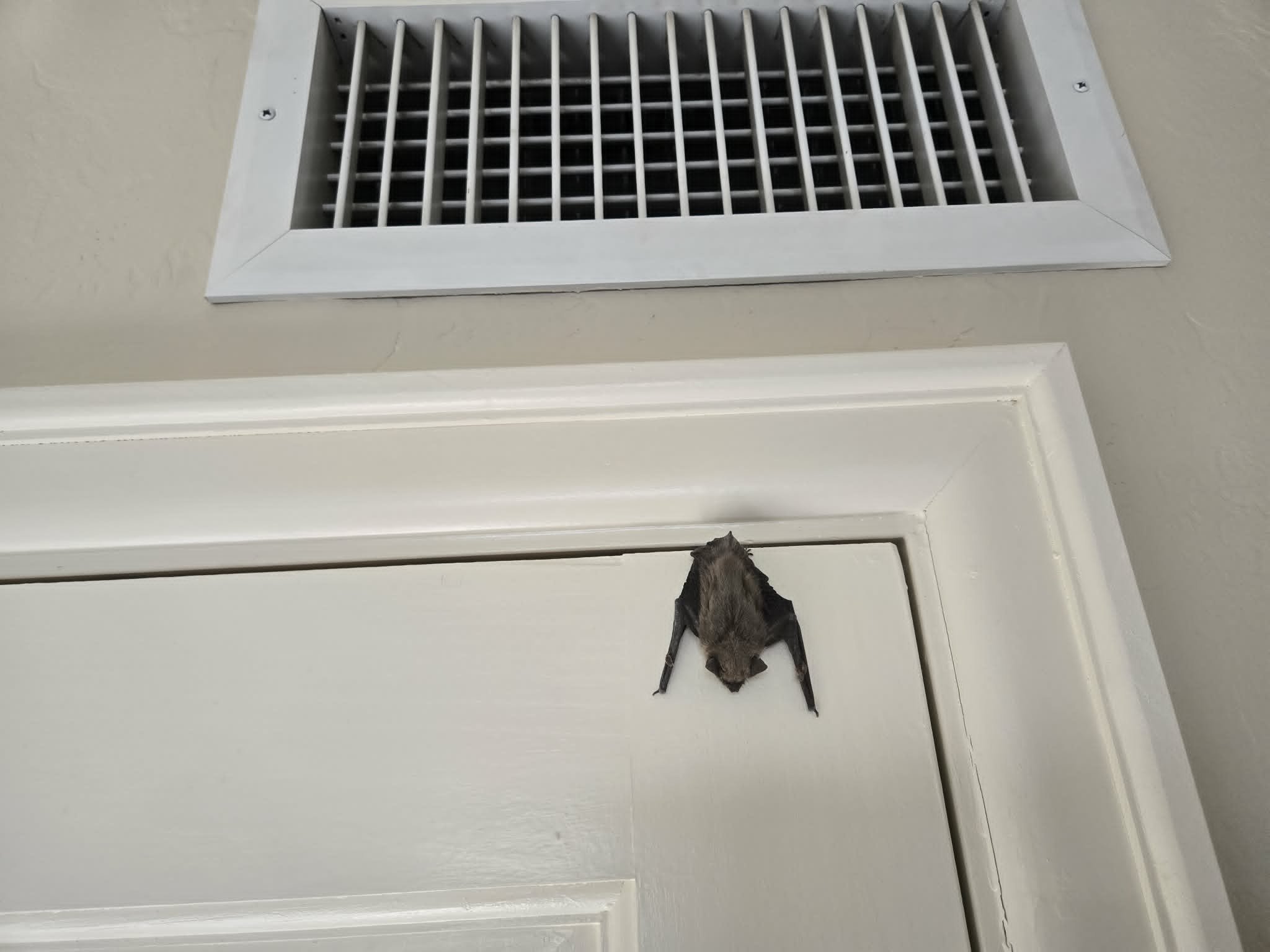 Bat hanging from bedroom door Tucson. Tucson emergency bat removal. Tucson bat in house. Tucson bat in house removal