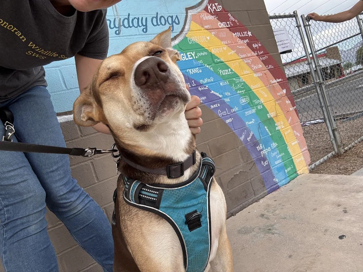 Dog posing infront of bark avenue before rattlesnake avoidance training. Rattlesnake avoidance training Bark Avenue Tucson. Rattlesnake training for dogs Bark Avenue Tucson. Tucson rattlesnake removal. Tucson snake removal