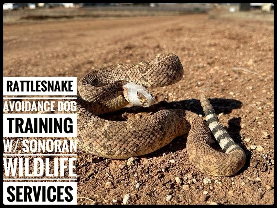 Rattlesnake. Emergency wildlife removal Tucson. Tucson wildlife service. Tucson rattlesnake removal. Tucson snake removal. Tucson emergency snake removal.