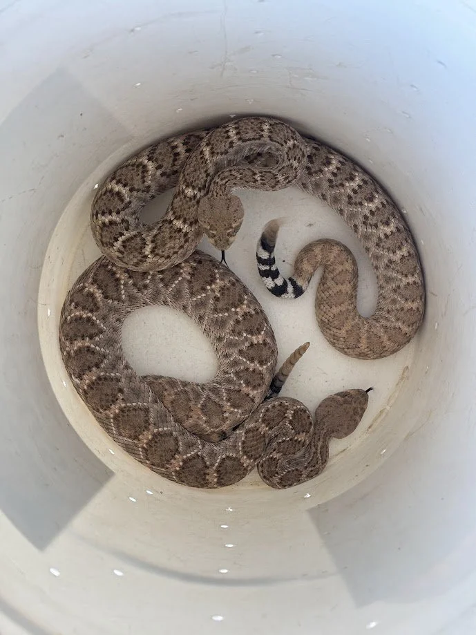 Rattlesnakes in bucket. Rattlesnake removal Tucson. Tucson snake removal. Emergency wildlife services tucson. Emergency wildlife removal. Nuisance wildlife control tucson