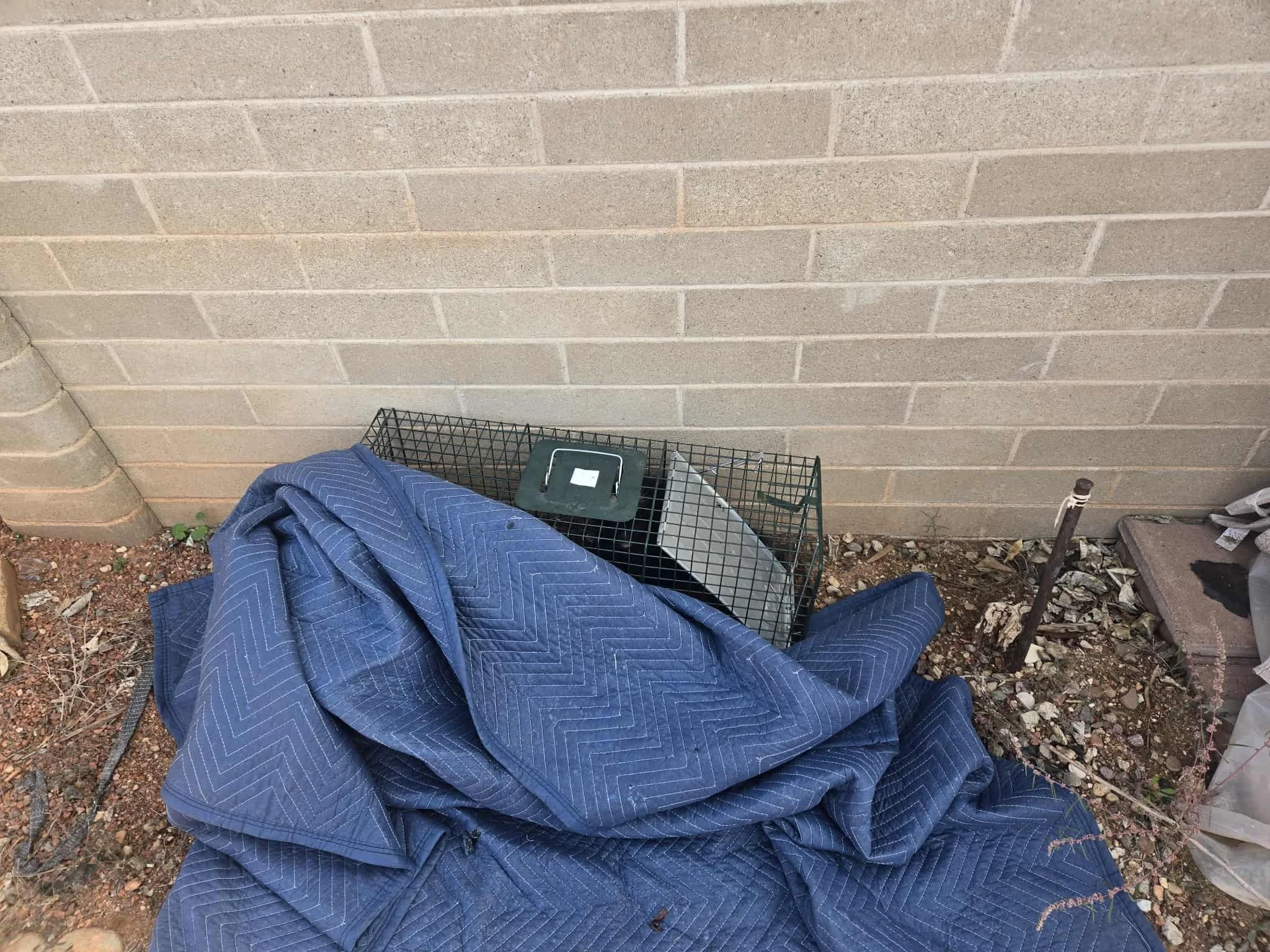 DIY trapped striped skunk. Homeowner was trying to catch "squirrels" under his shed, it was not a squirrel