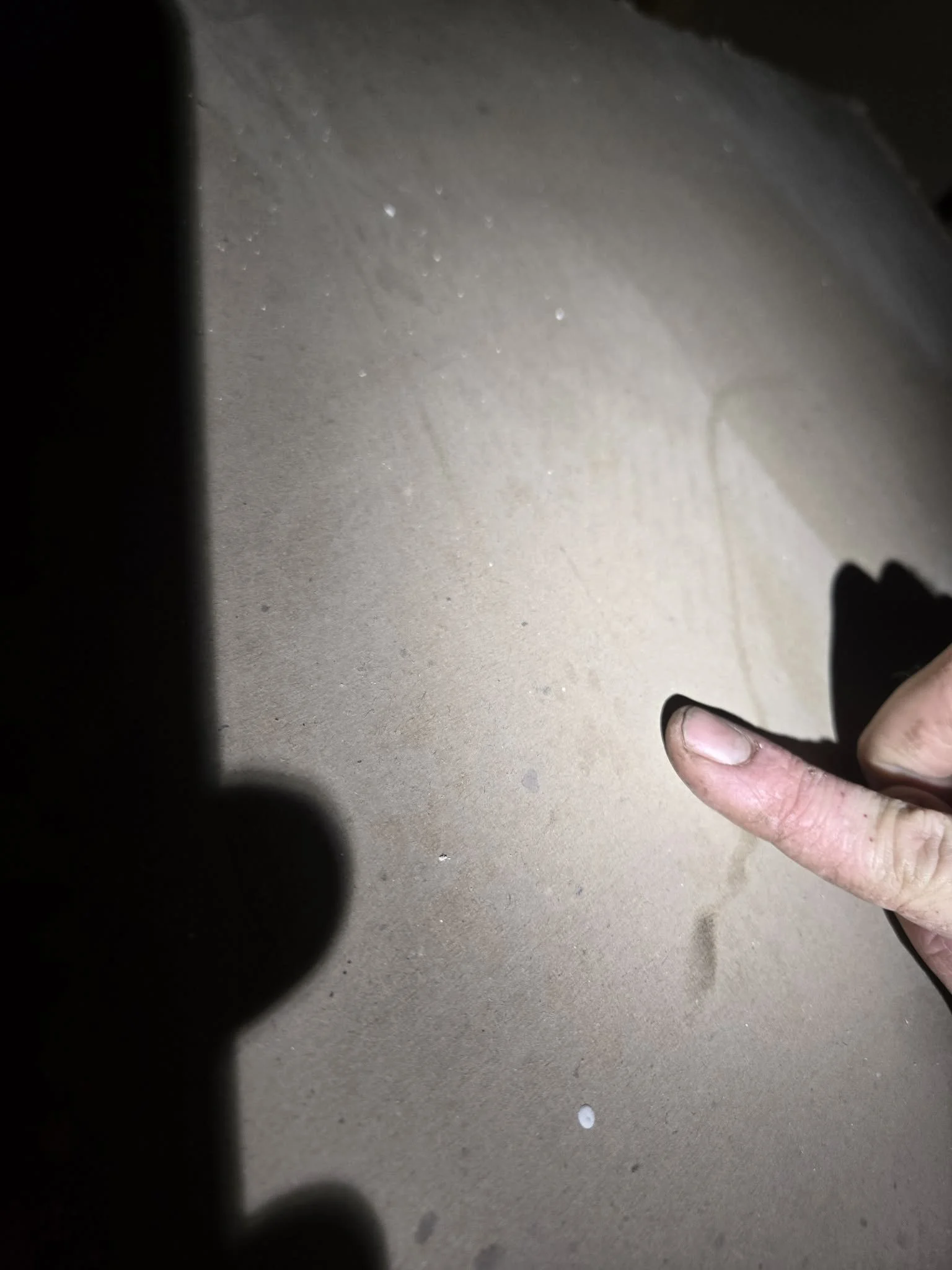 Ringtail track in dust in Tucson attic