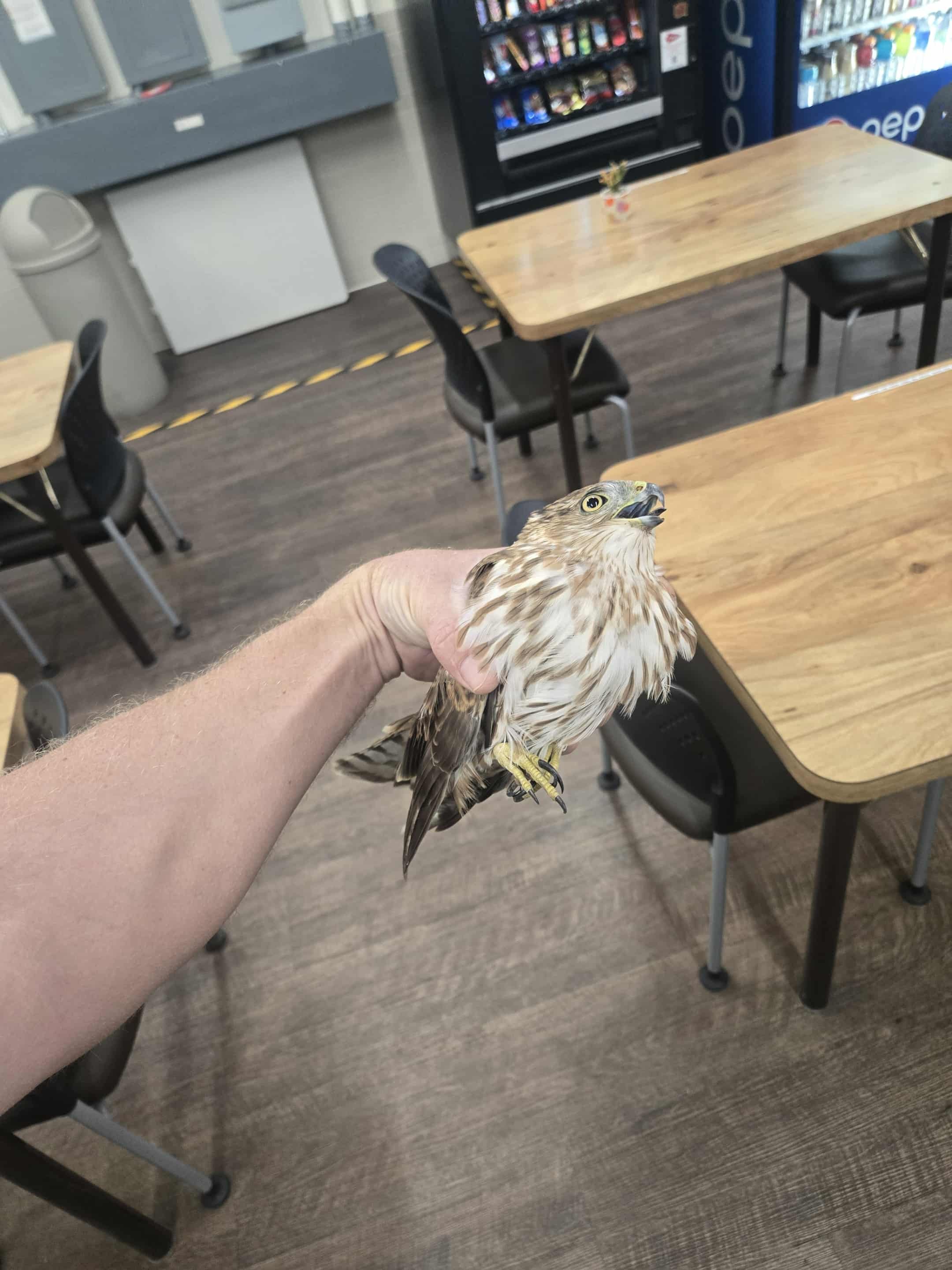 Coopers hawk stuck in Tucson warehouse. Tucson bird in building removal. Tucson bird in house removal. Tucson nuisance wildlife removal. Tucson emergency wildlife services. Tucson emergency wildlife removal