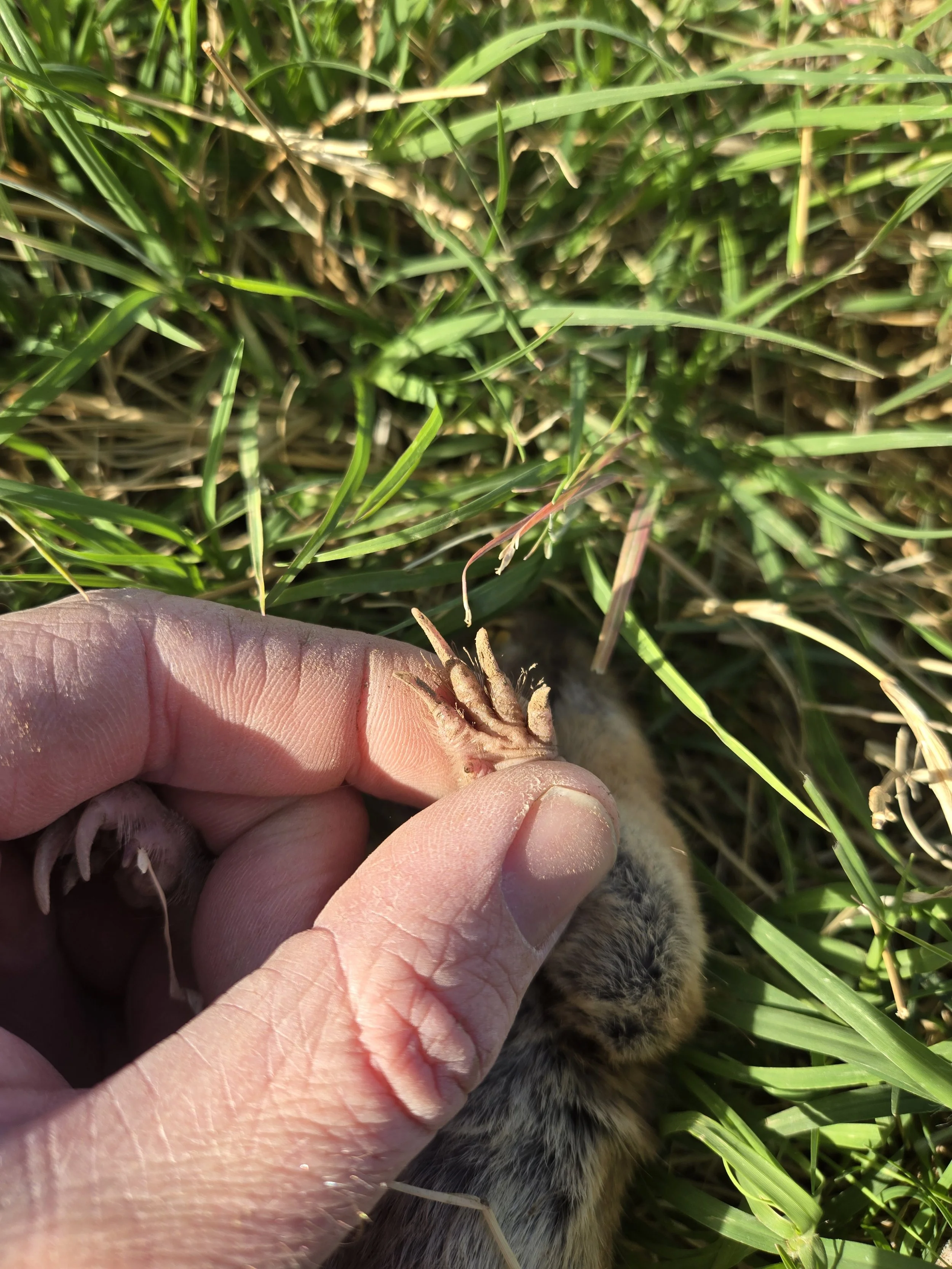 Gopher digging claws. Gophers live almost entirely underground. They are well adapted to tunneling in our Tucson soil.