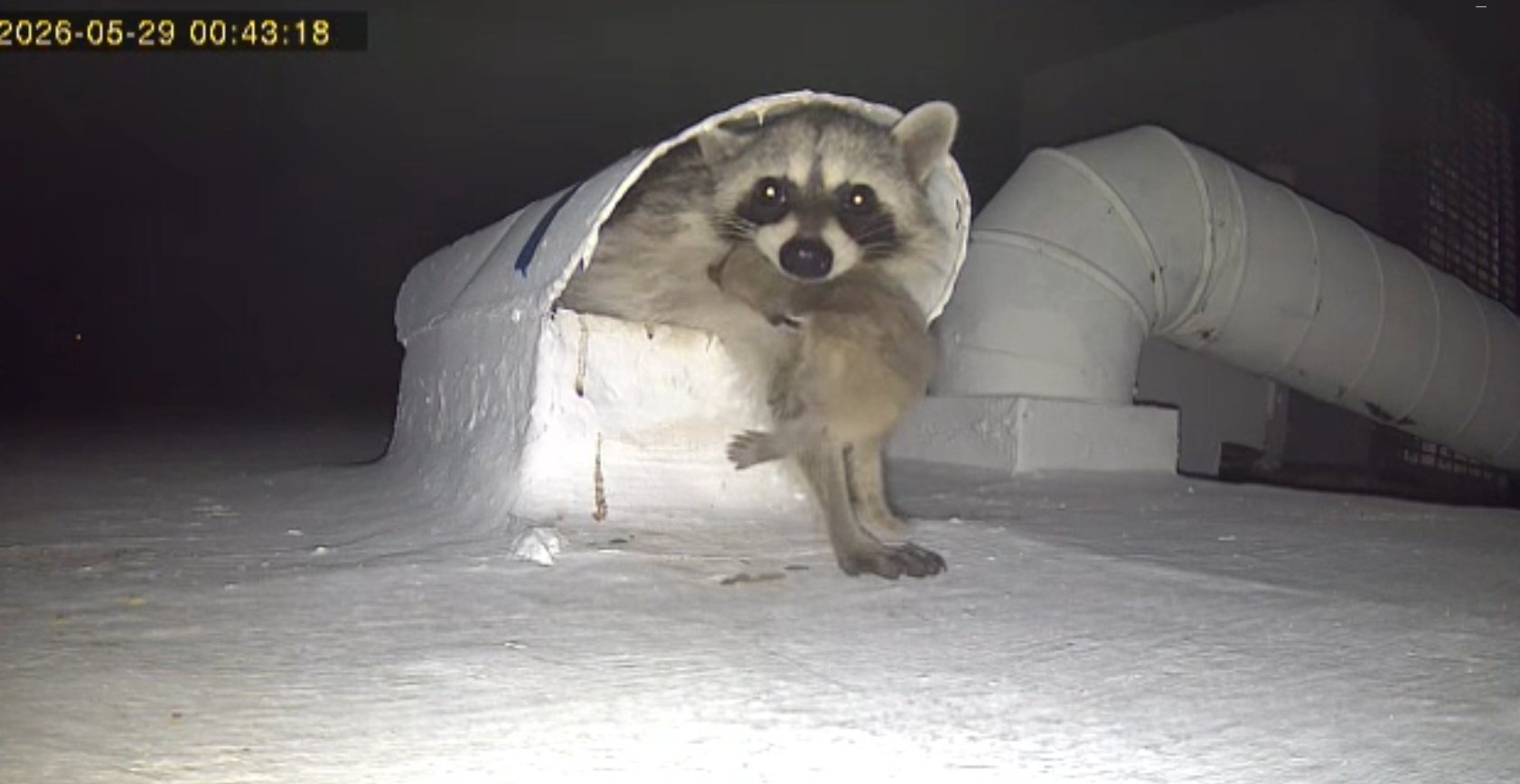 Raccoon mother with baby in mouth. Tucson raccoon eviction. Tucson raccoon removal. Tucson humane raccoon family removal. Tucson raccoon relocation