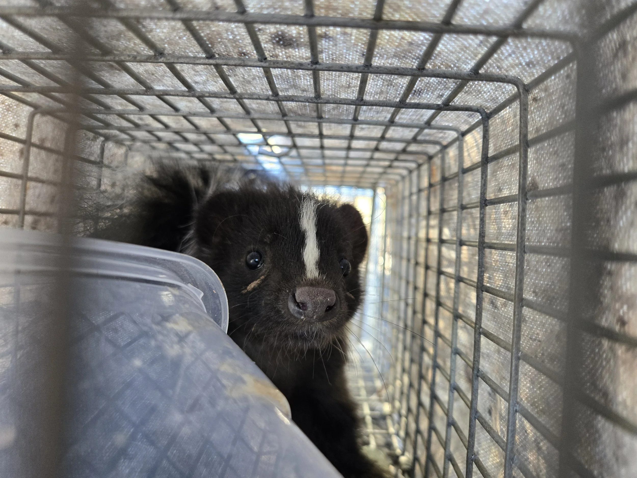 Striped skunk. Grubbing skunks are more difficult to trap. Its hard to convince something to go into a trap for food when there's a whoooole lawn of it right beside the trap.