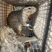 Rock squirrel in live trap. Tucson squirrel removal. Tucson rock squirrel removal. Tucson rock squirrel trapping. Tucson wildlife removal. Tucson wildlife services. Humane squirrel removal Tucson