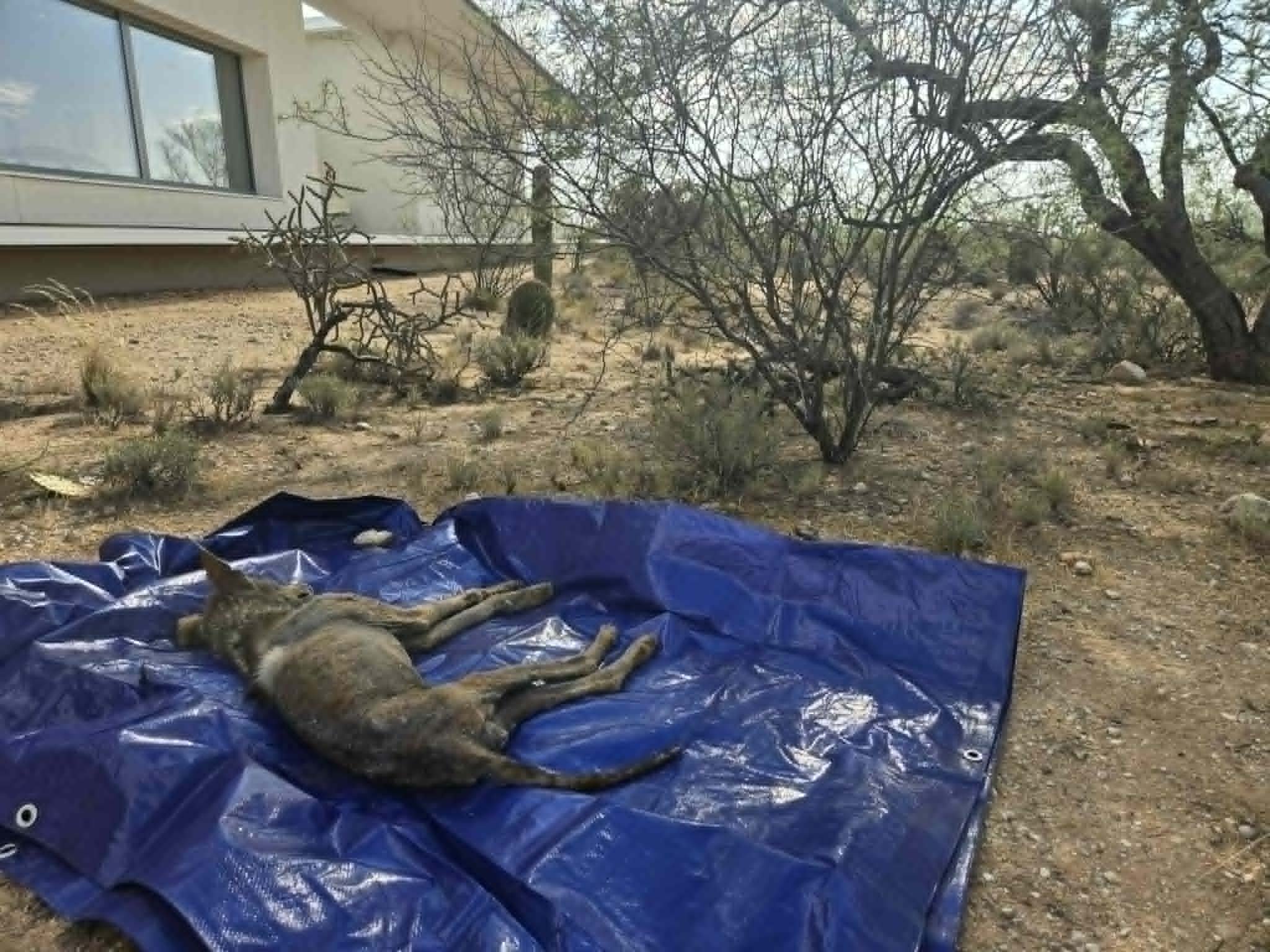 Deceased wildlife removal Tucson. Tucson dead animal removal. Tucson deceased pet removal service