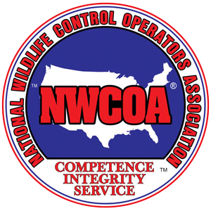 National wildlife control operators association membership badge for sonoran wildlife services. Licensed wildlife repair Tucson. Wildlife damage repair Tucson. Wildlife exclusion Tucson. Tucson wildlife exclusion service.