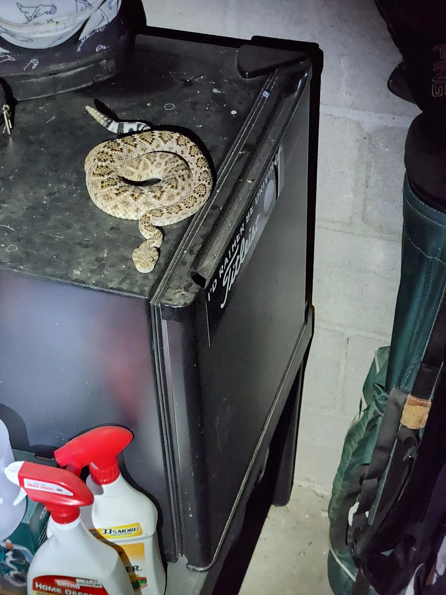 western diamondback rattlesnake on mini fridge. Tucson snake removal. Tucson rattlesnake removal. Tucson rattlesnake training for dogs. Tucson emergency wildlife removal.