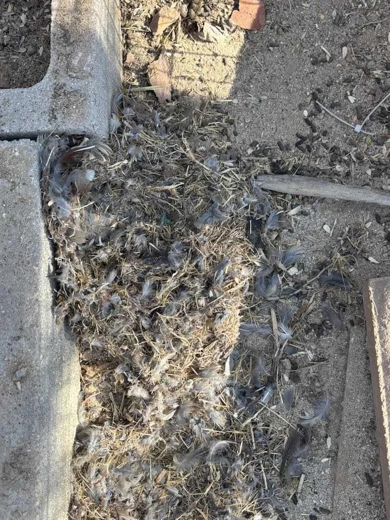 packrat nest cup. packrat nest removal tucson. packrat removal tucson.