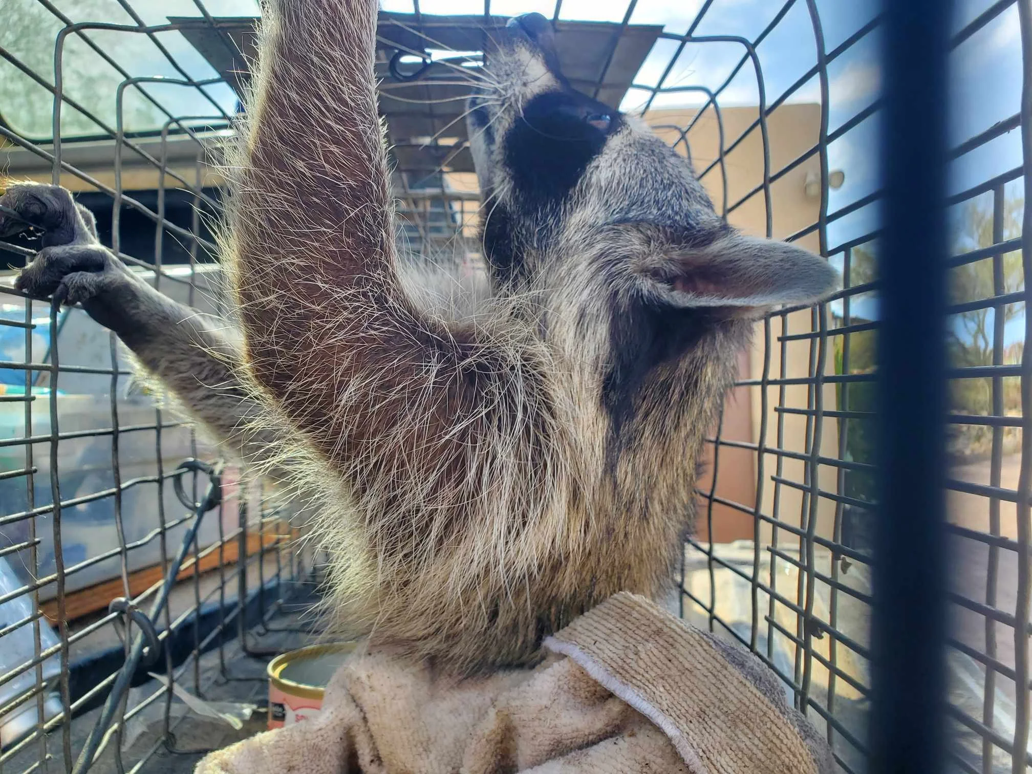 Don't Feed Wildlife. The animal always suffers for it.