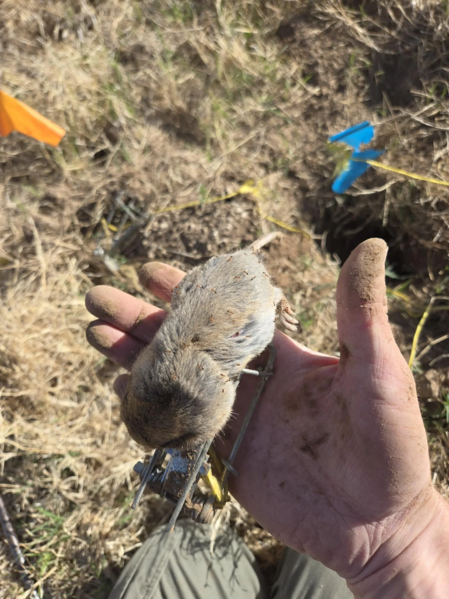 Gopher in hand showing fur color. Light tan/grey to almost brown.