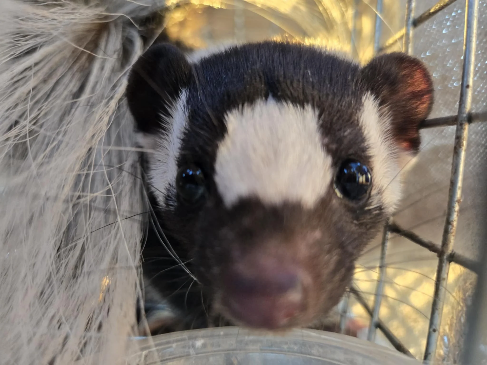 Spotted skunks are cavity "nesters" and inhabit tree cavities and rocky cliff faces.