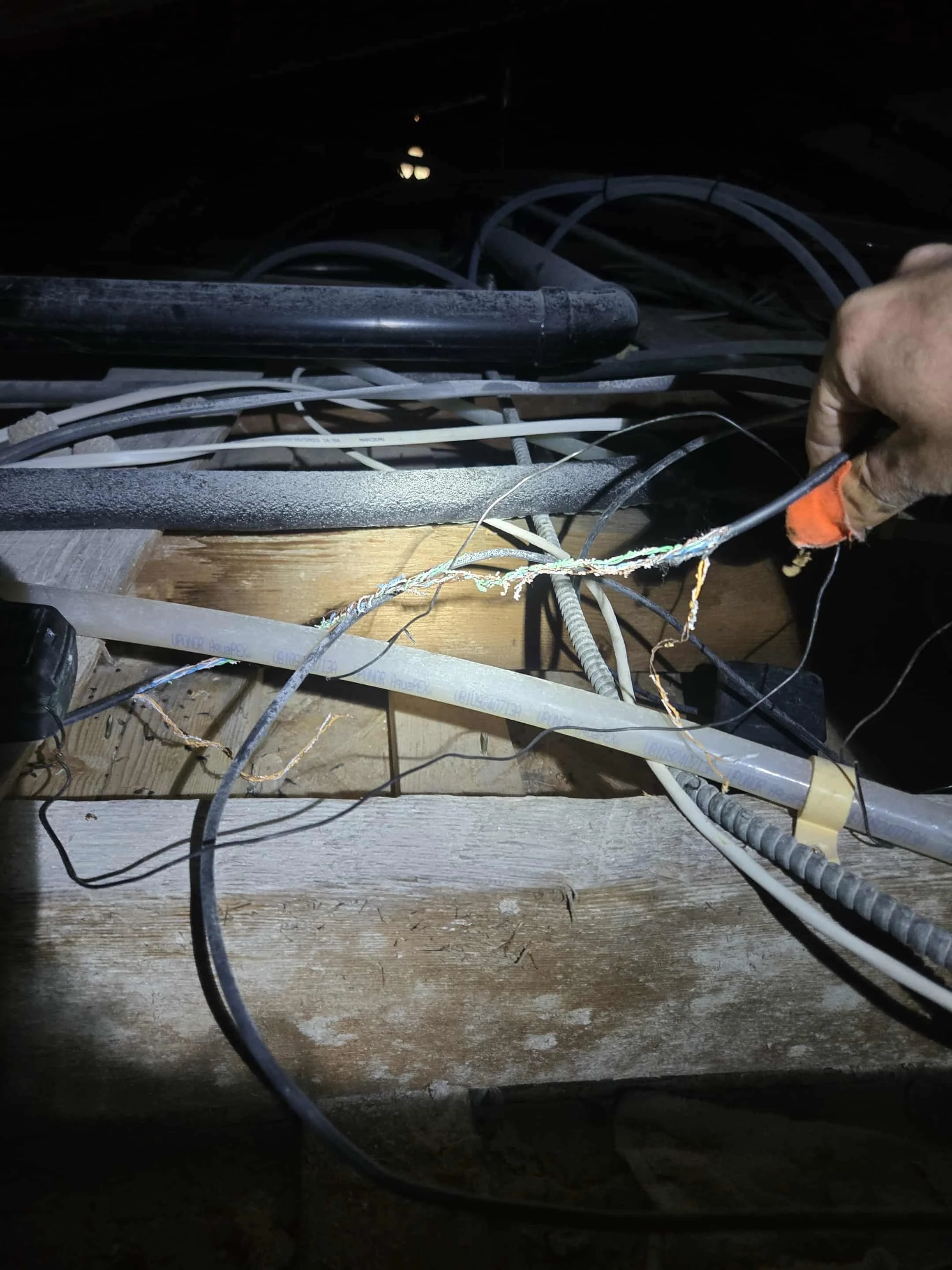 Electric wires in attic damaged by rodents. Tucson attic wildlife removal. Tucson packrat removal. Wildlife services Tucson. Wildlife removal Tucson. Tucson wildlife removal service.