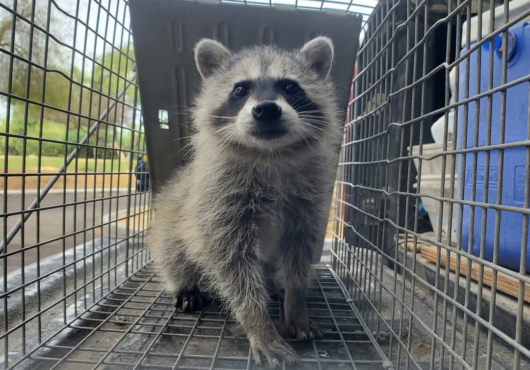 Juvenile Raccoon in Live Trap. Raccoon removal tucson. Raccoon trapping tucson.