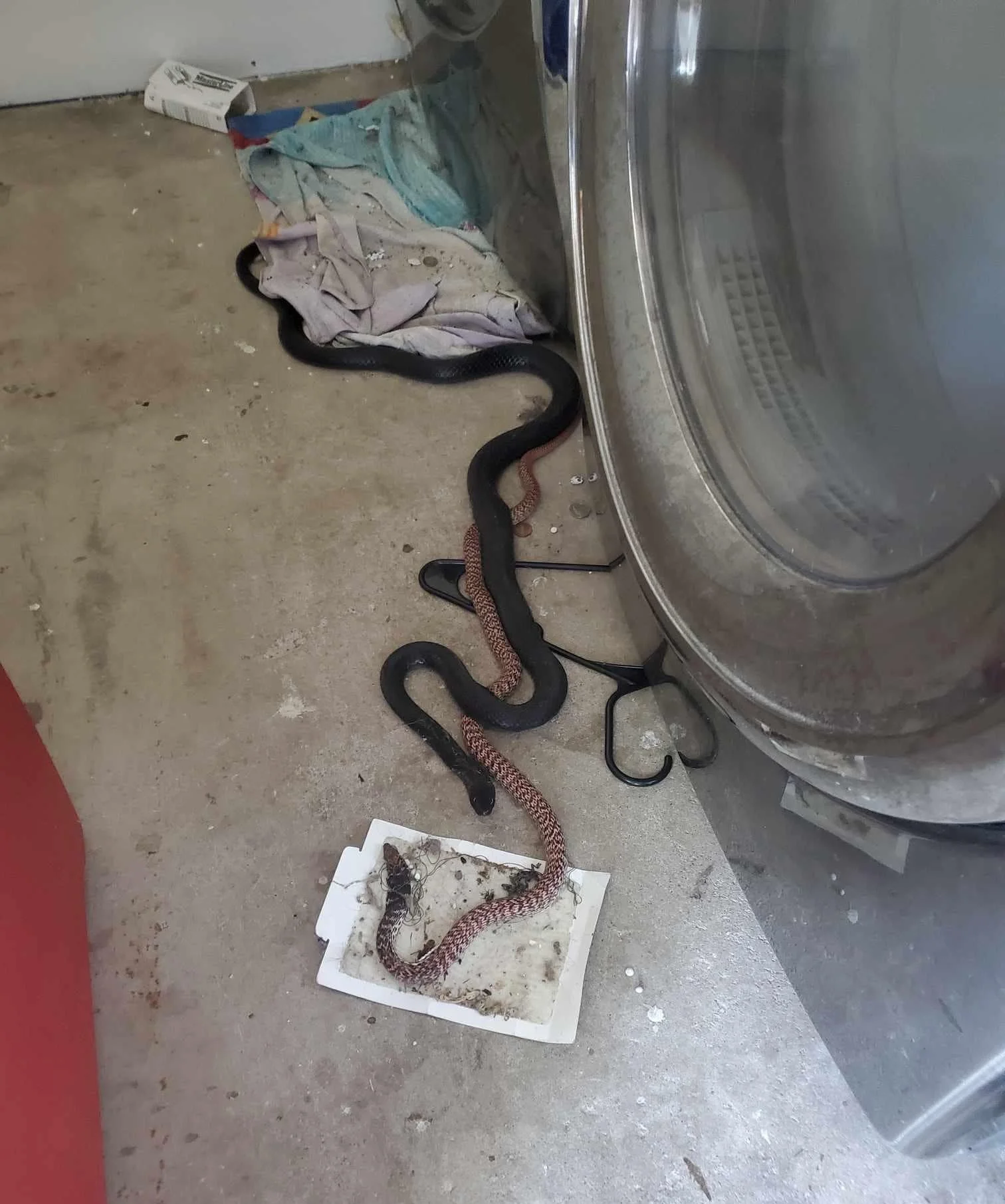 Coachwhip snake stuck on glue trap. Tucson emergency wildlife service. Tucson snake removal. Tucson rattlesnake removal. Tucson humane snake relocation. Emergency wildlife services tucson