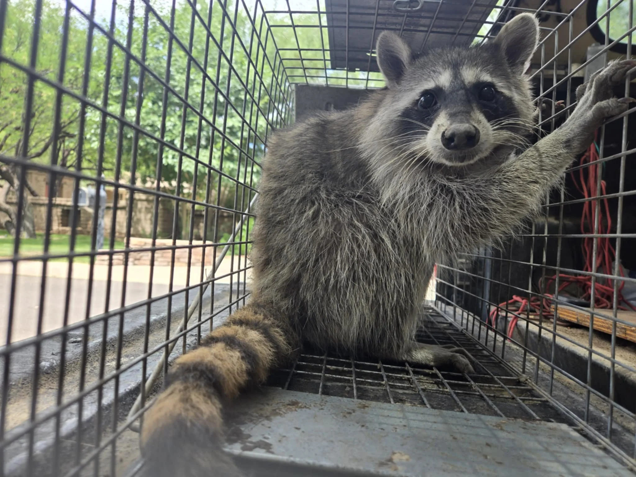 Adult Raccoon Side view live trap. Raccoon Trapping Tucson. Tucson Raccoon removal