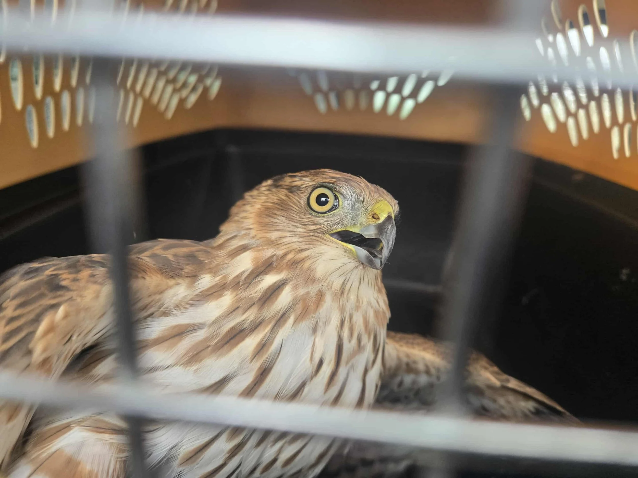 Coopers hawk Tucson. Tucson snake removal. Tucson emergency snake removal. Tucson rattlesnake removal. Tucson emergency wildlife services. Tucson wildlife removal service. Tucson humane wildlife removal.