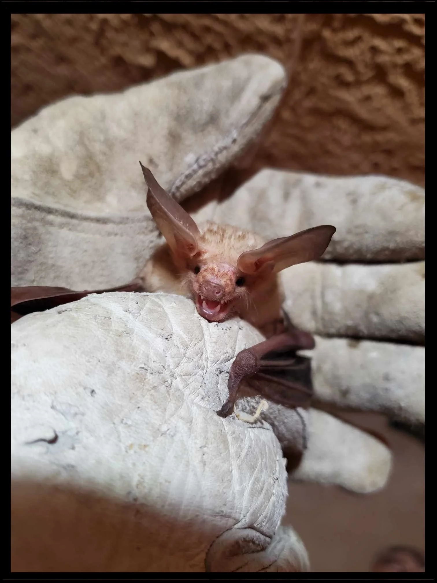 Emergency Bat Removal Gallery